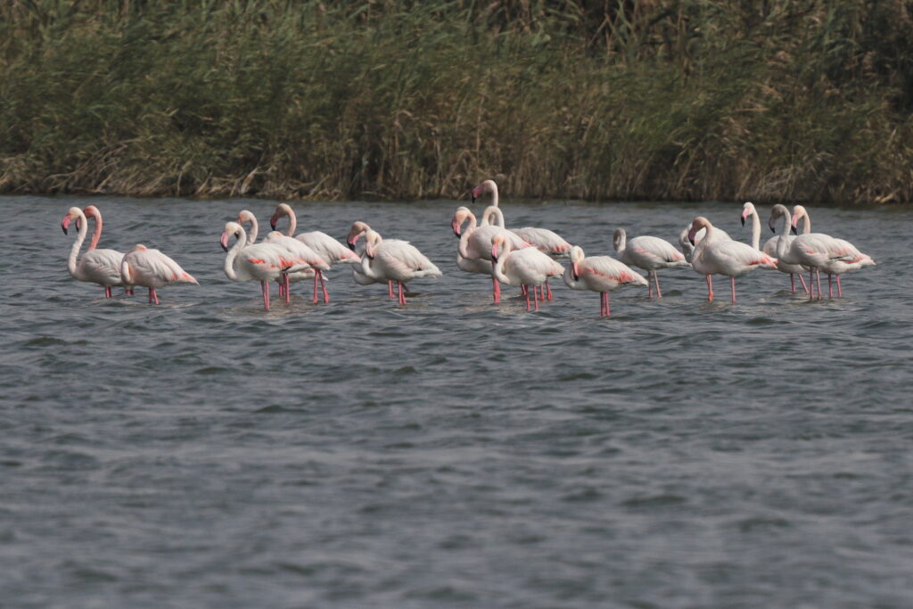 Greater Flamingo. Qatar, 20 January 2014 © Neil G. Morris.