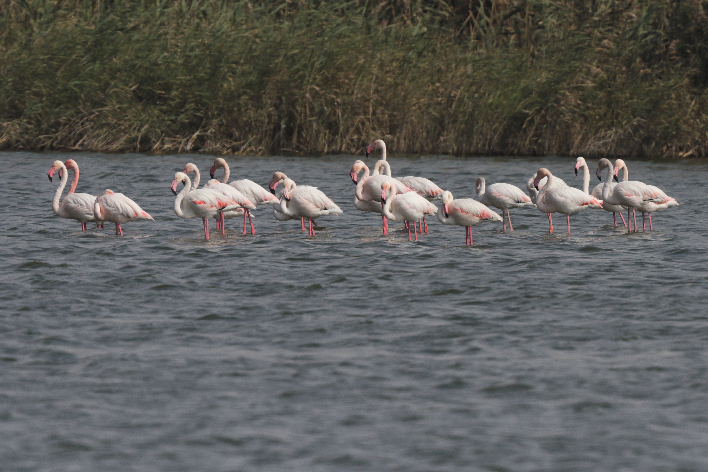 Greater Flamingo. Qatar, 20 January 2014 © Neil G. Morris.