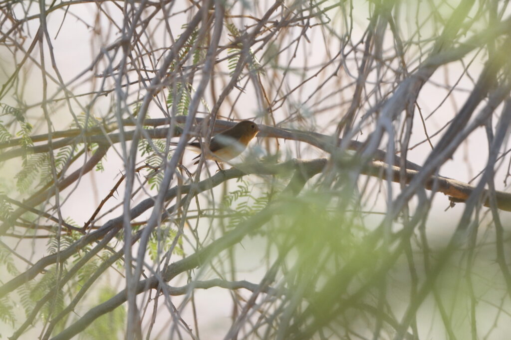 Red-breasted Flycatcher. Qatar, 04 November 2013 © Neil G. Morris.