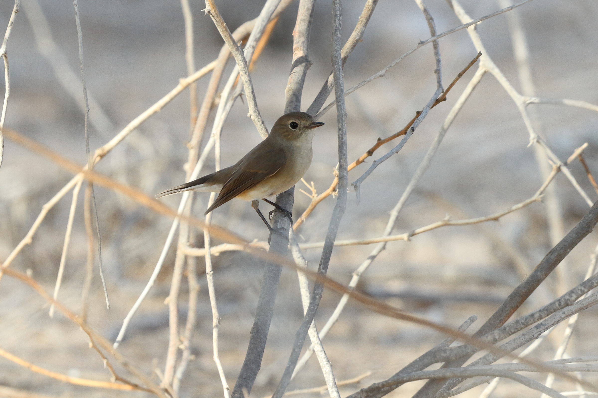 Red-breasted Flycatcher. Qatar, 04 November 2013 © Neil G. Morris.