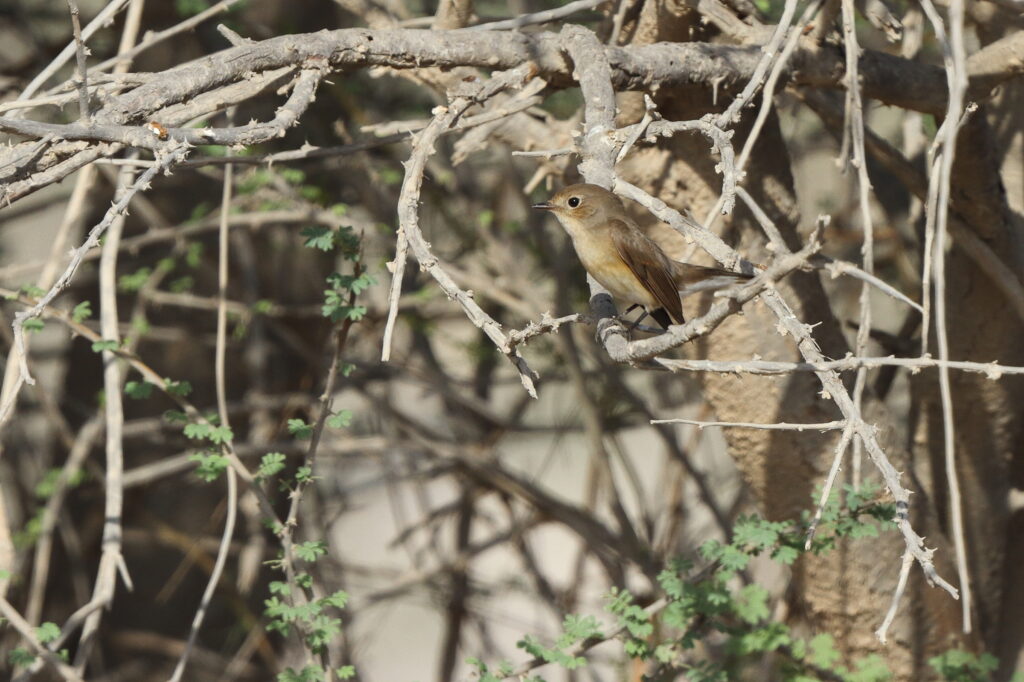 Red-breasted Flycatcher. Qatar, 04 November 2013 © Neil G. Morris.