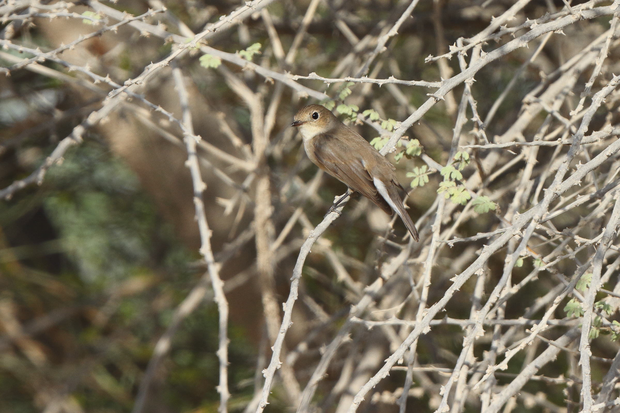 Red-breasted Flycatcher. Qatar, 04 November 2013 © Neil G. Morris.