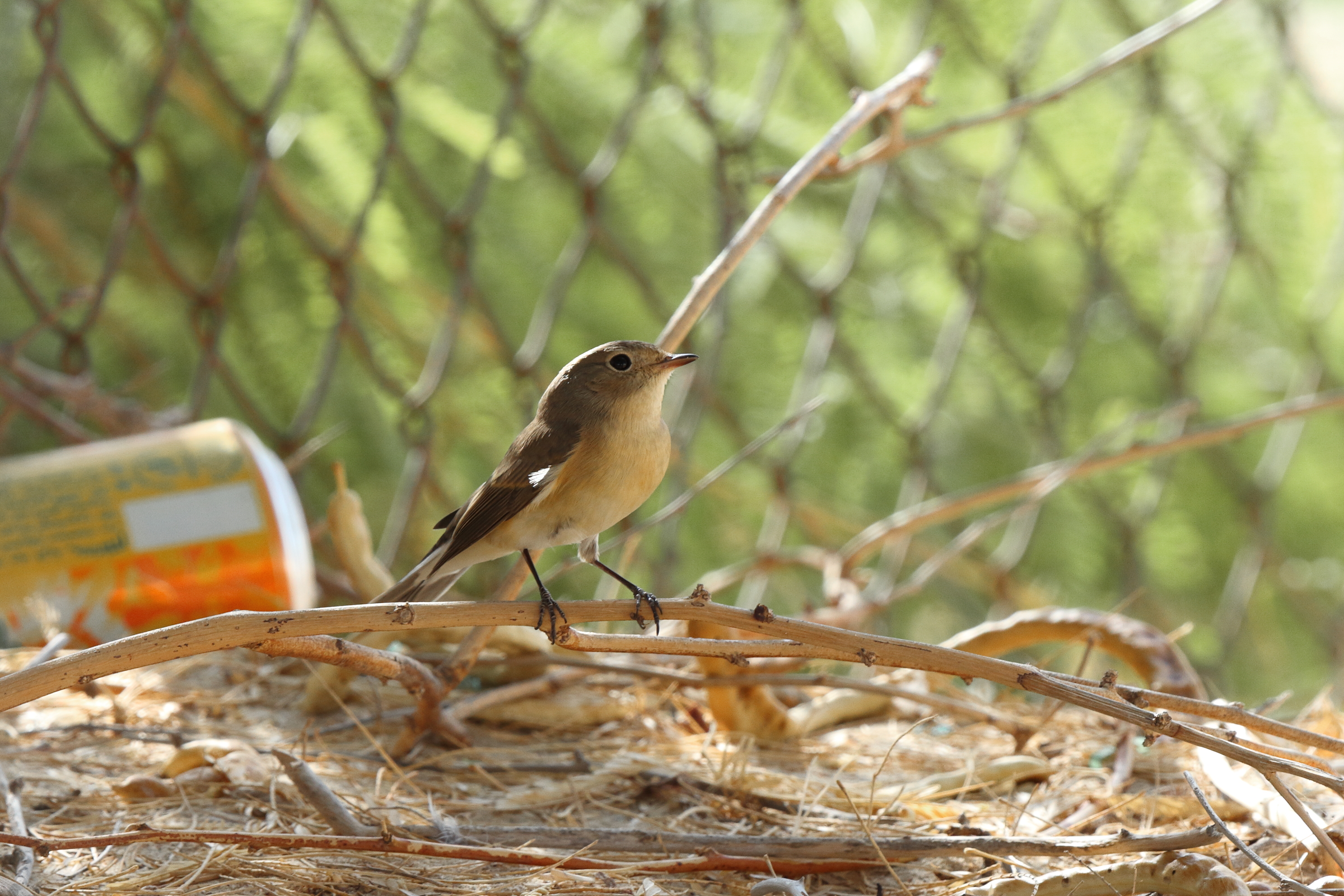 Red-breasted Flycatcher. Qatar, 04 November 2013 © Neil G. Morris.