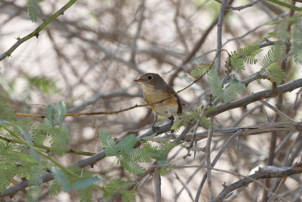 Red-breasted Flycatcher. Qatar, 04 November 2013 © Neil G. Morris.