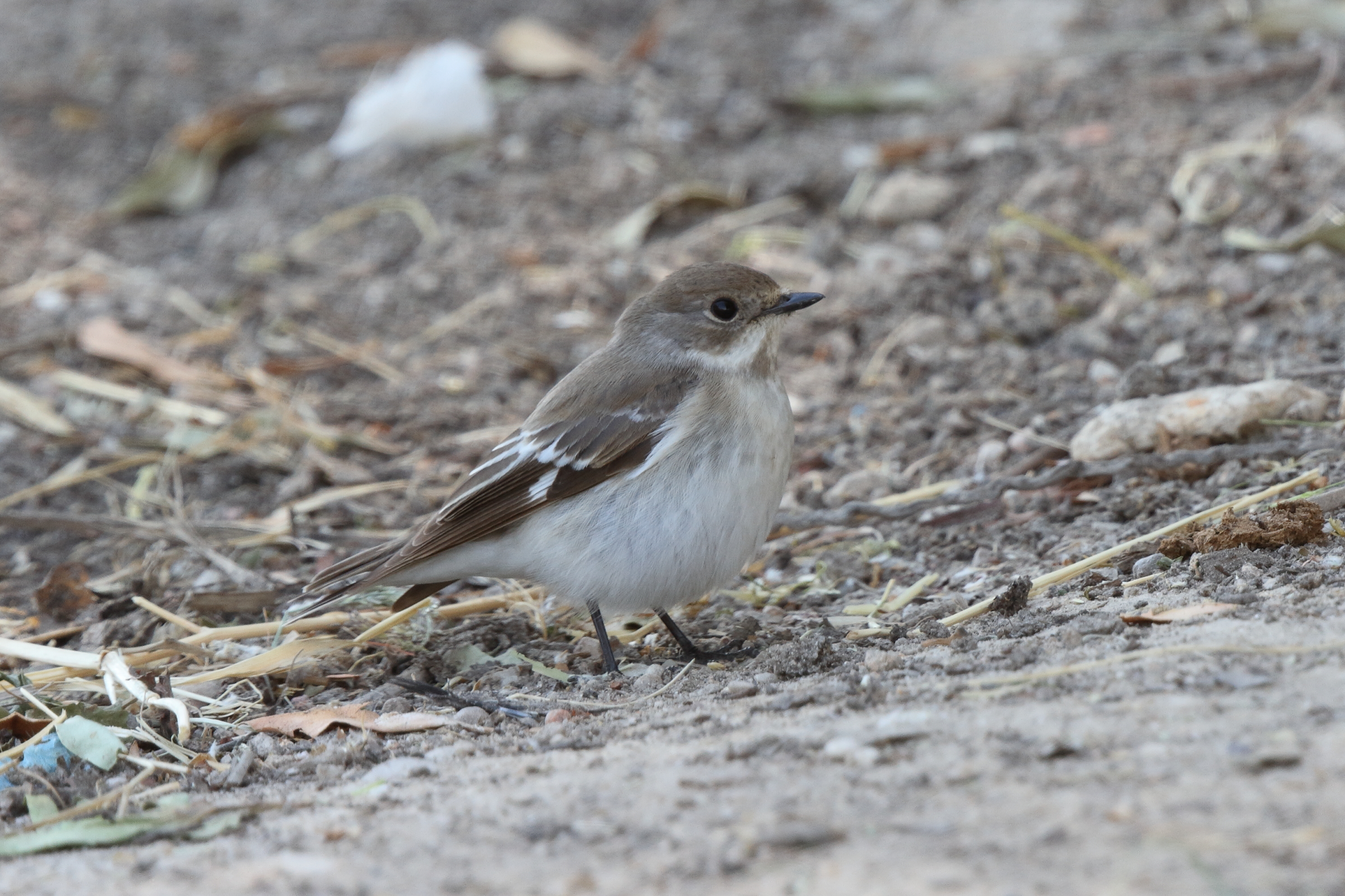 Semi-collared Flycatcher. Qatar, 17 March 2014 © Neil G. Morris.