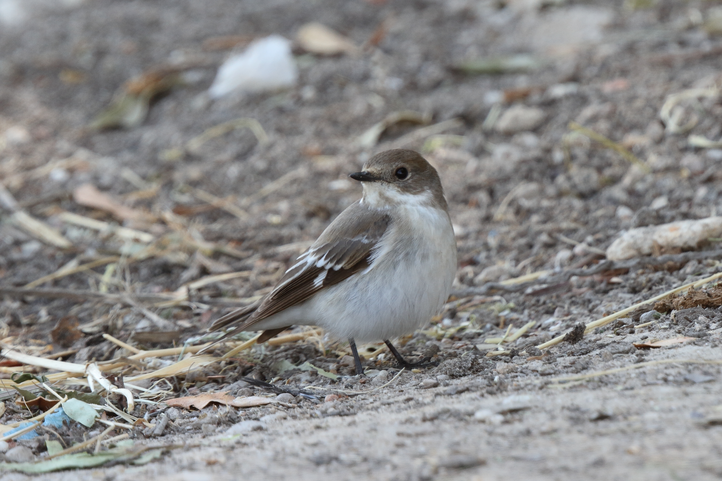 Semi-collared Flycatcher. Qatar, 17 March 2014 © Neil G. Morris.