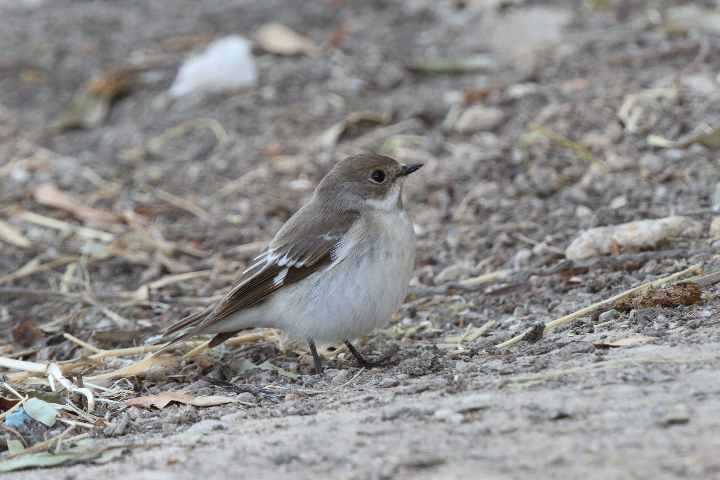 Semi-collared Flycatcher. Qatar, 17 March 2014 © Neil G. Morris.