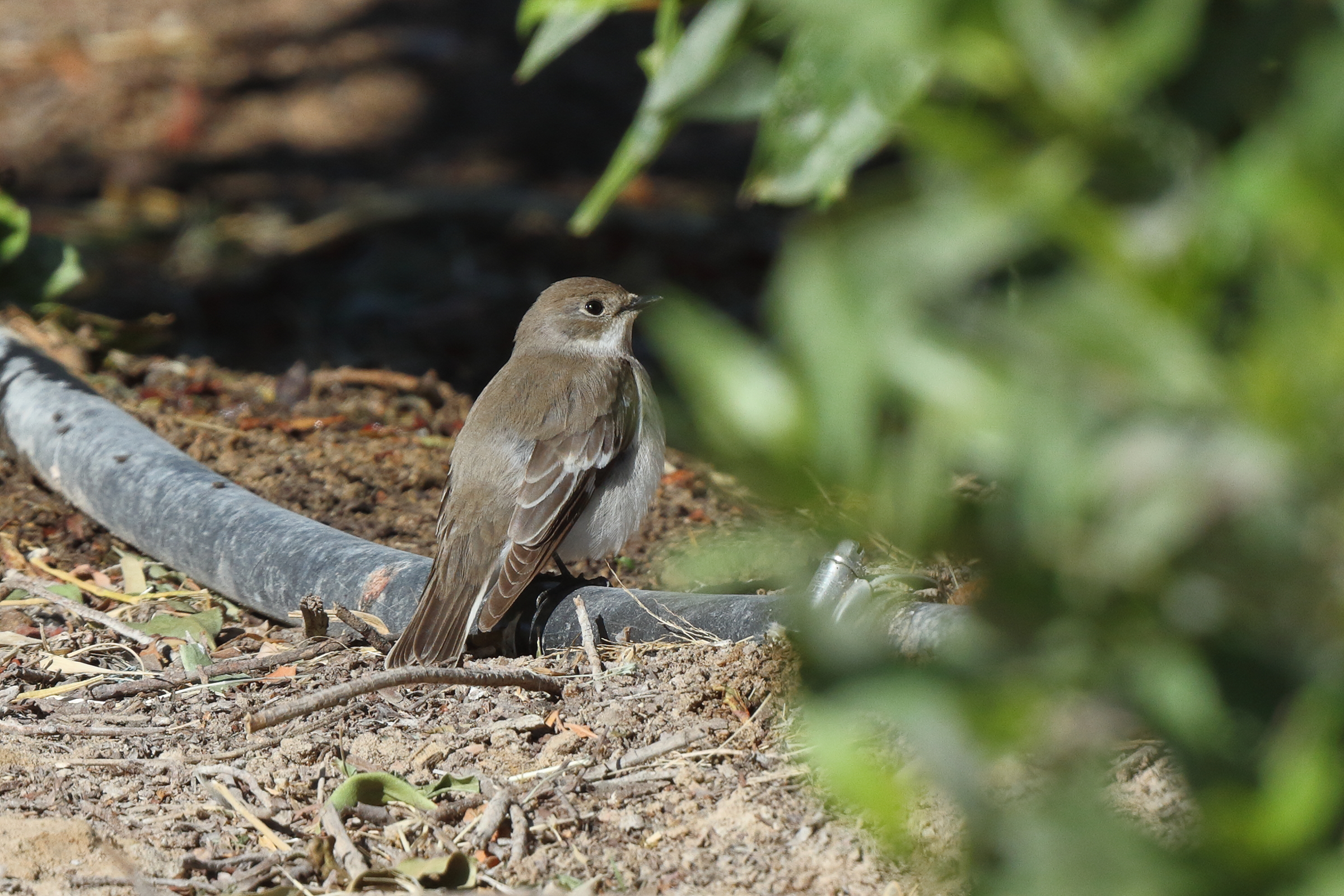 Semi-collared Flycatcher. Qatar, 18 March 2014 © Neil G. Morris.