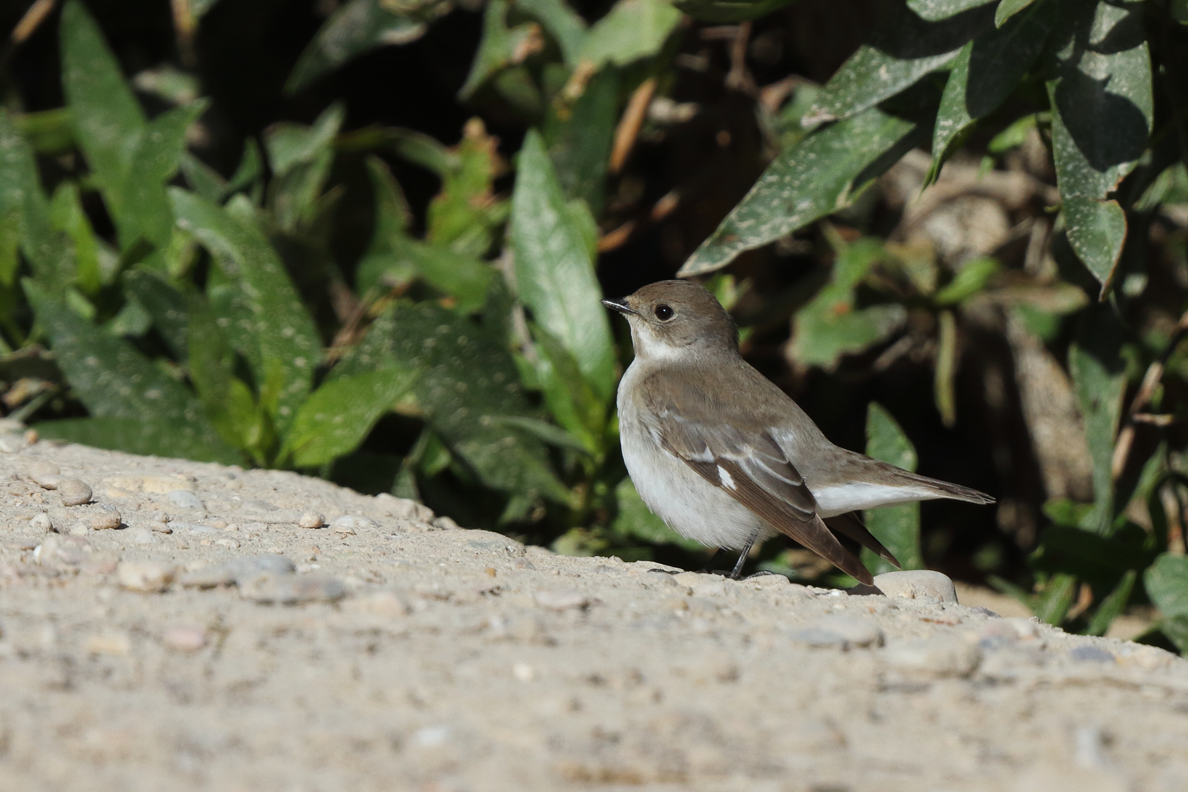 Semi-collared Flycatcher. Qatar, 18 March 2014 © Neil G. Morris.