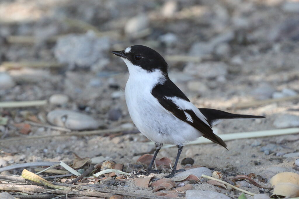 Semi-collared Flycatcher. Qatar, 18 March 2014 © Neil G. Morris.