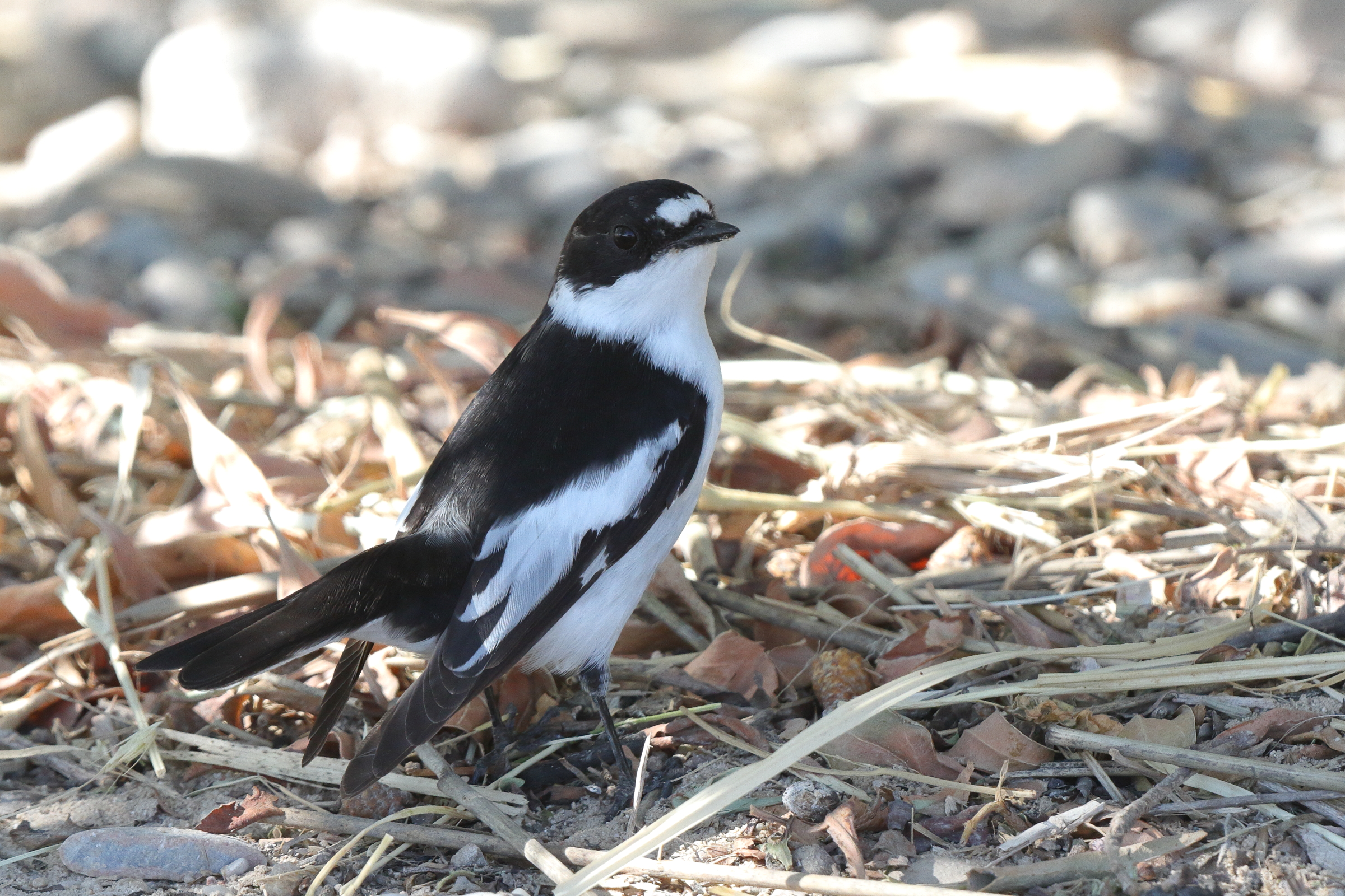 Semi-collared Flycatcher. Qatar, 18 March 2014 © Neil G. Morris.