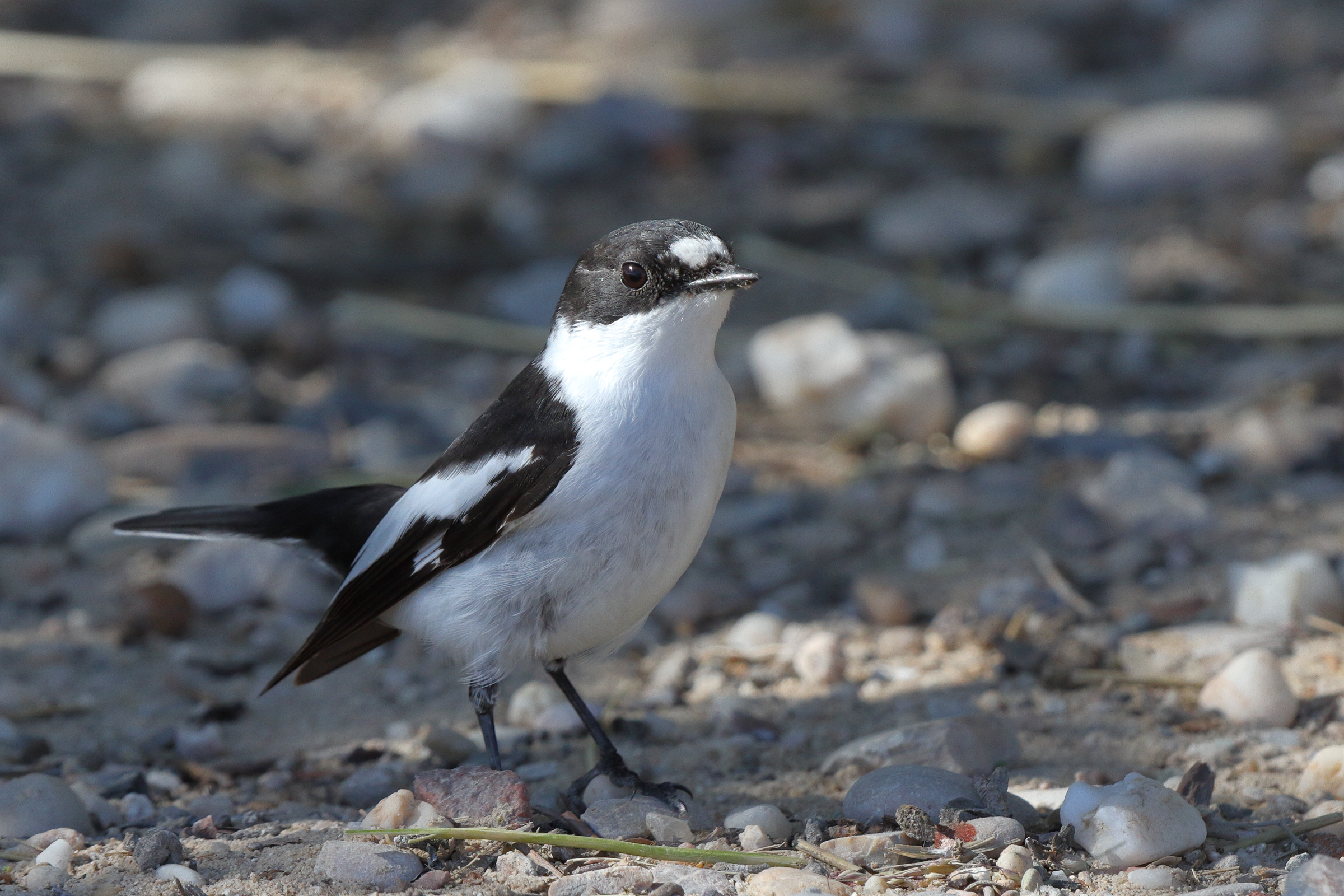 Semi-collared Flycatcher. Qatar, 18 March 2014 © Neil G. Morris.