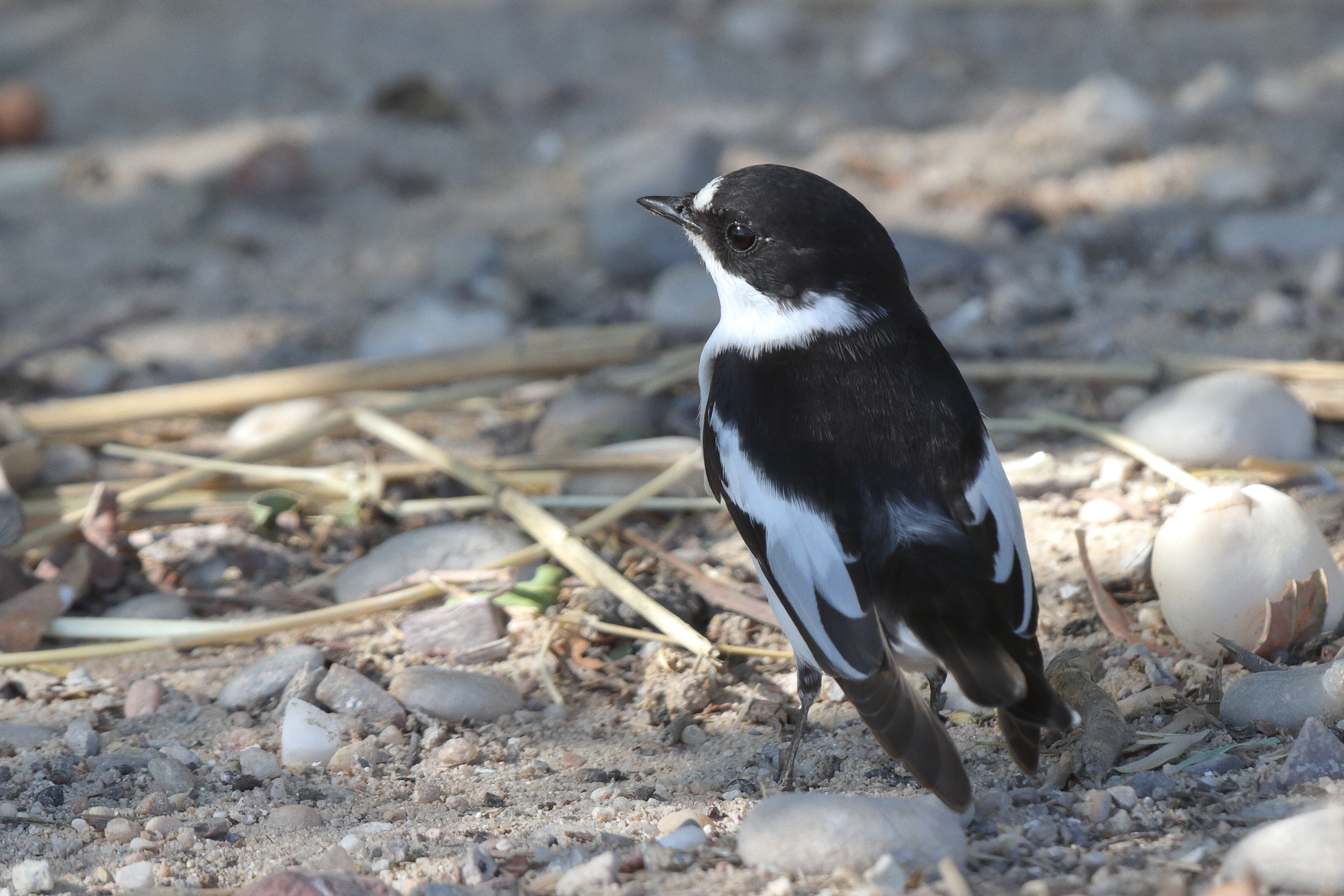 Semi-collared Flycatcher. Qatar, 18 March 2014 © Neil G. Morris.
