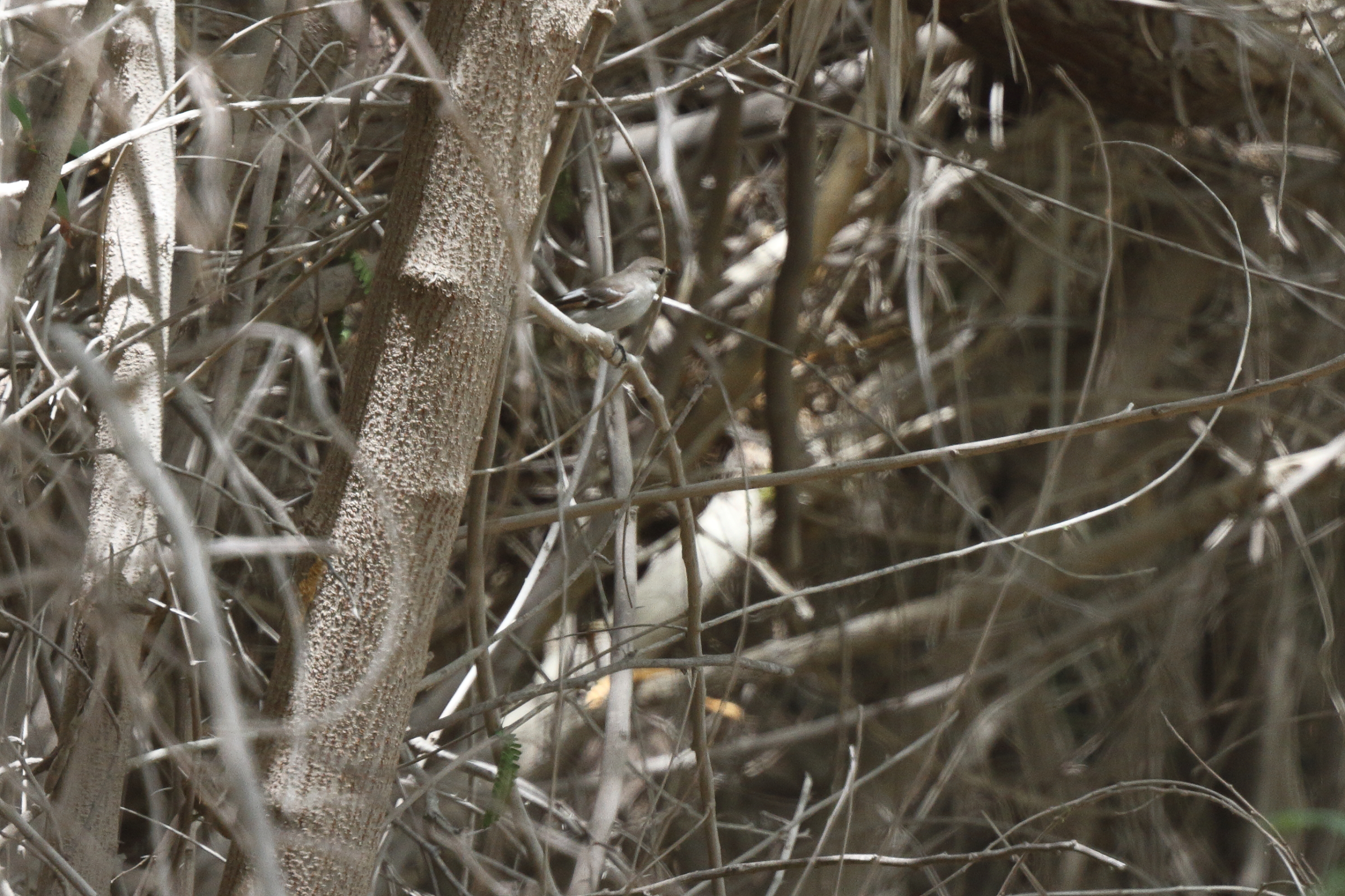 Semi-collared Flycatcher. Qatar, 01 April 2014 © Neil G. Morris.