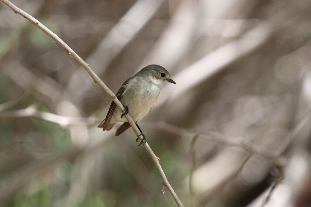 Semi-collared Flycatcher. Qatar, 01 April 2014 © Neil G. Morris.