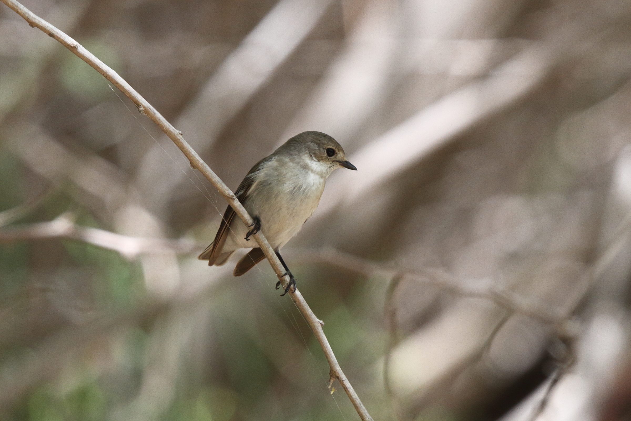Semi-collared Flycatcher. Qatar, 01 April 2014 © Neil G. Morris.