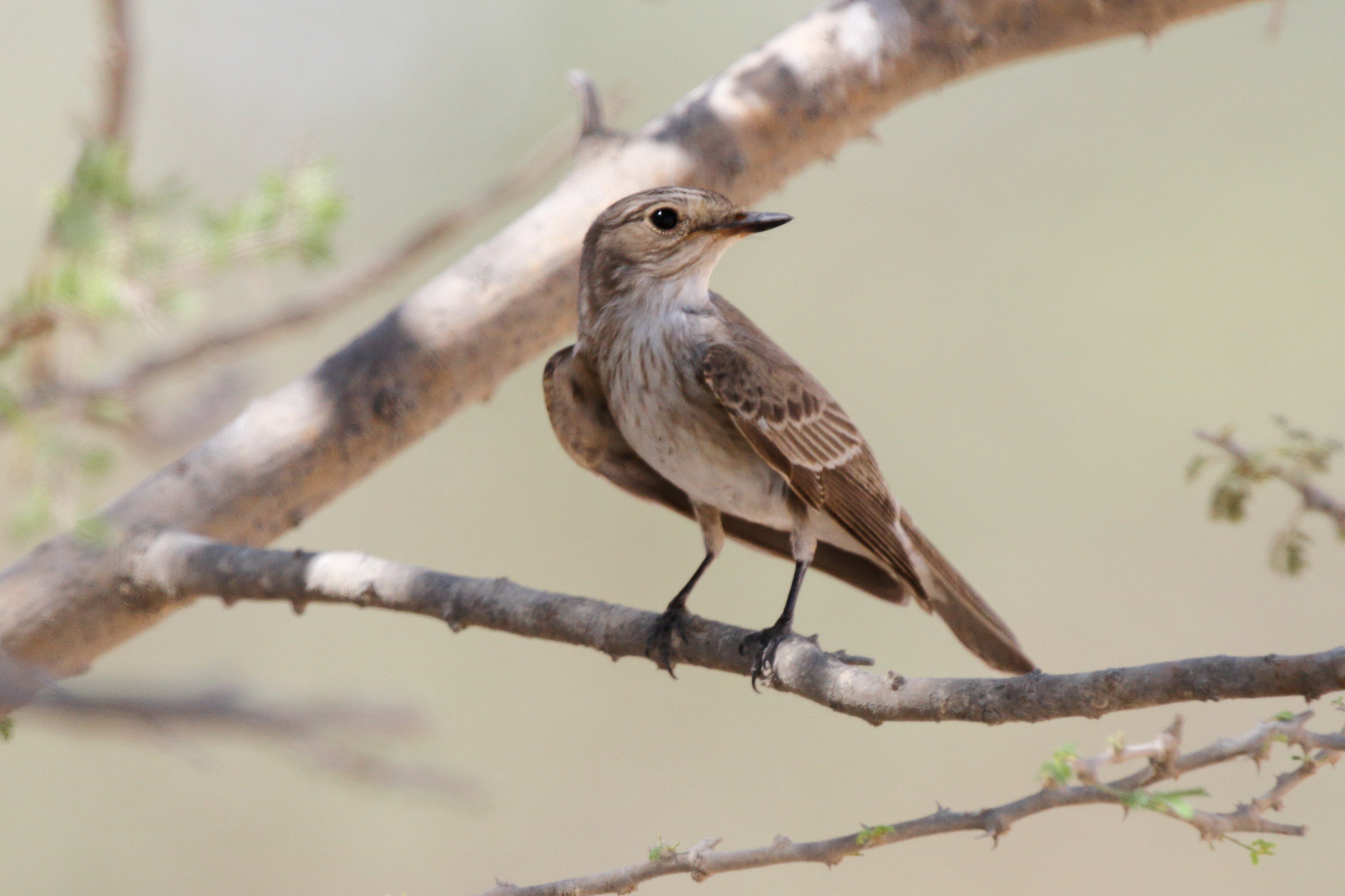 Spotted Flycatcher. Qatar, 10 October 2012 © Neil G. Morris.