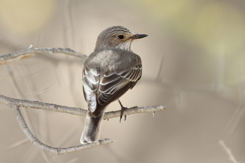 Spotted Flycatcher. Qatar, 18 April 2013 © Neil G. Morris.