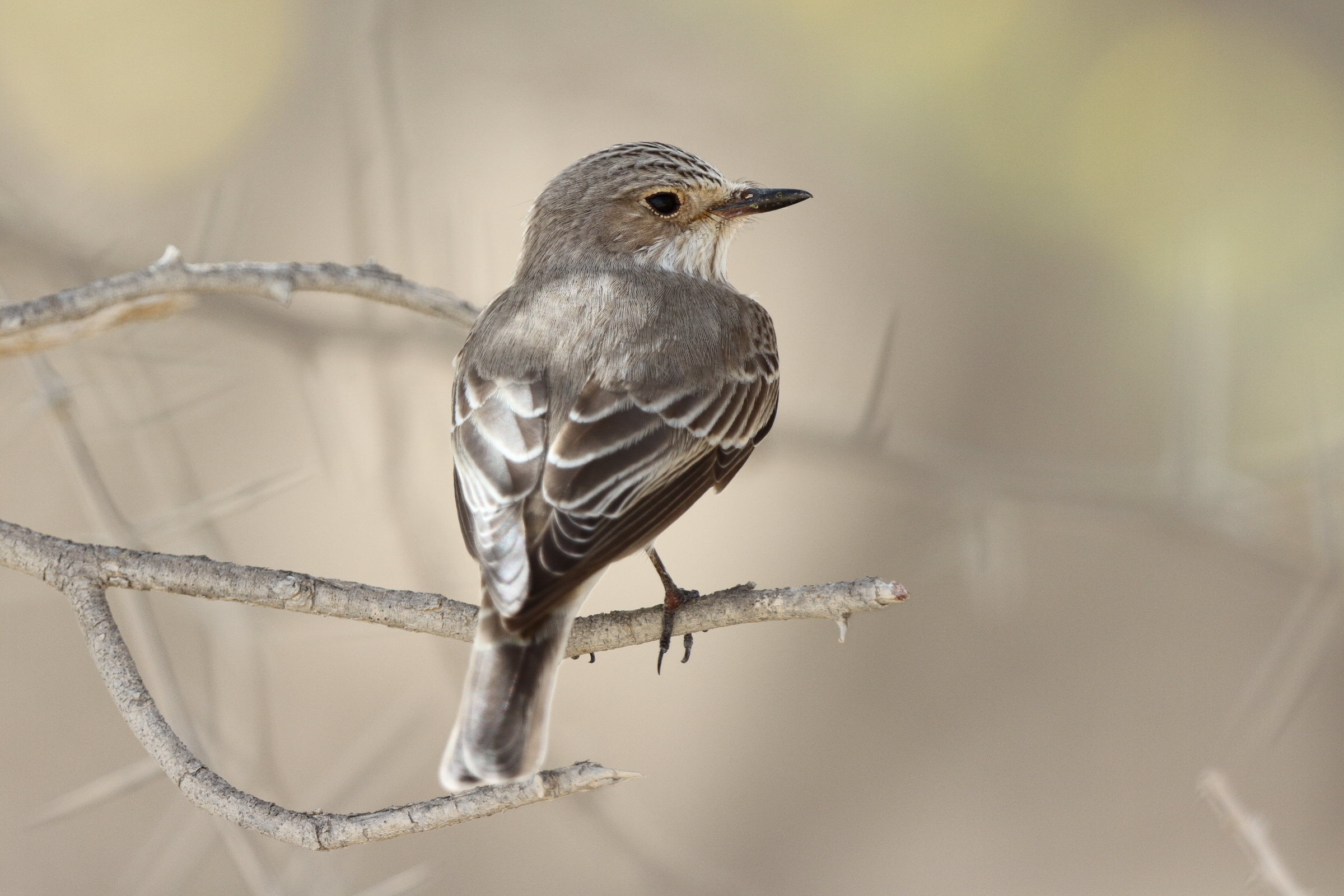 Spotted Flycatcher. Qatar, 18 April 2013 © Neil G. Morris.