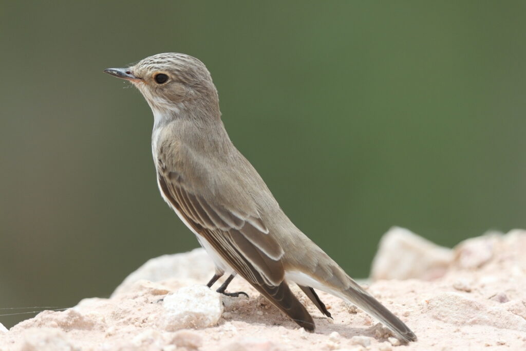 Spotted Flycatcher. Qatar, 29 April 2013 © Neil G. Morris.