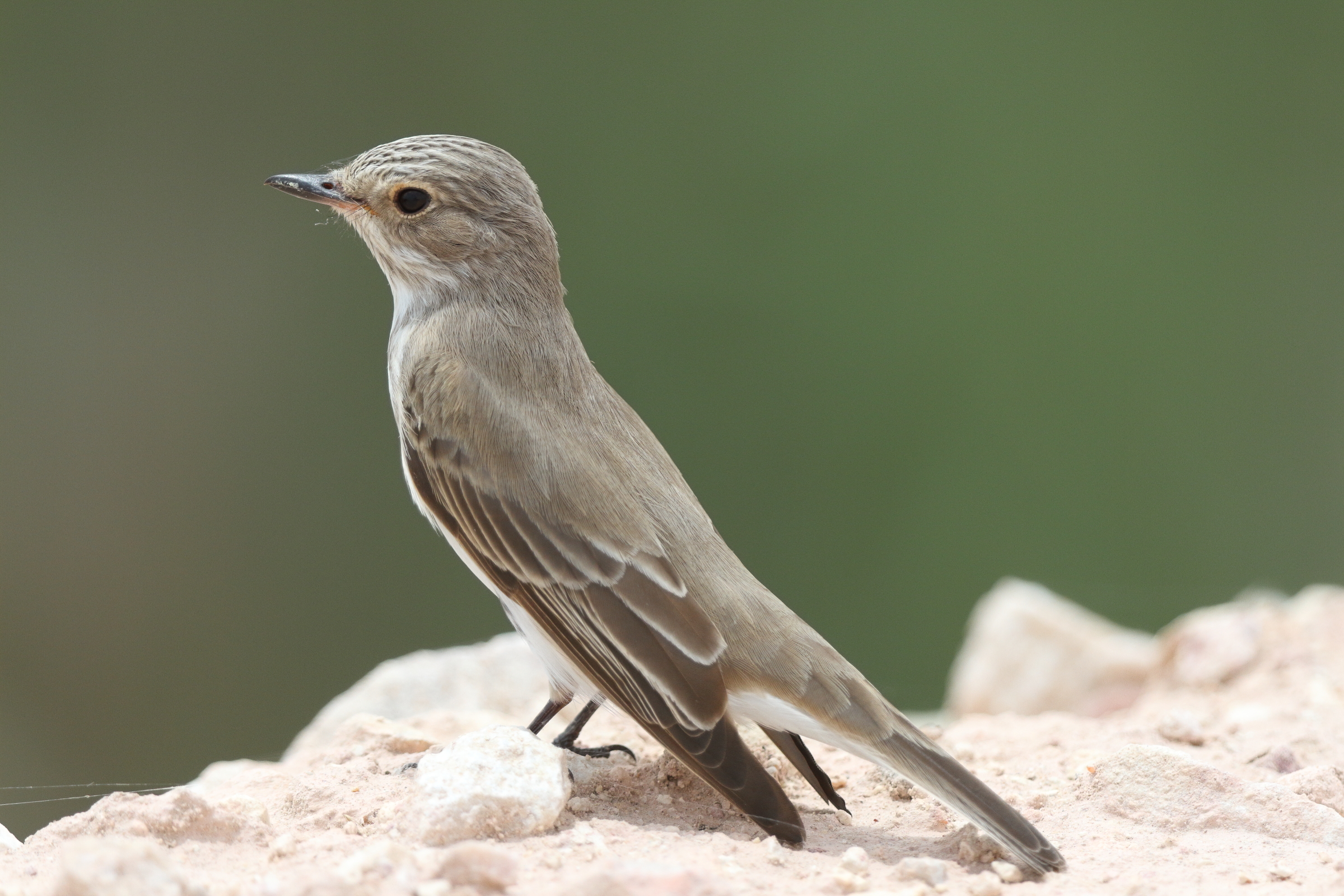 Spotted Flycatcher. Qatar, 29 April 2013 © Neil G. Morris.
