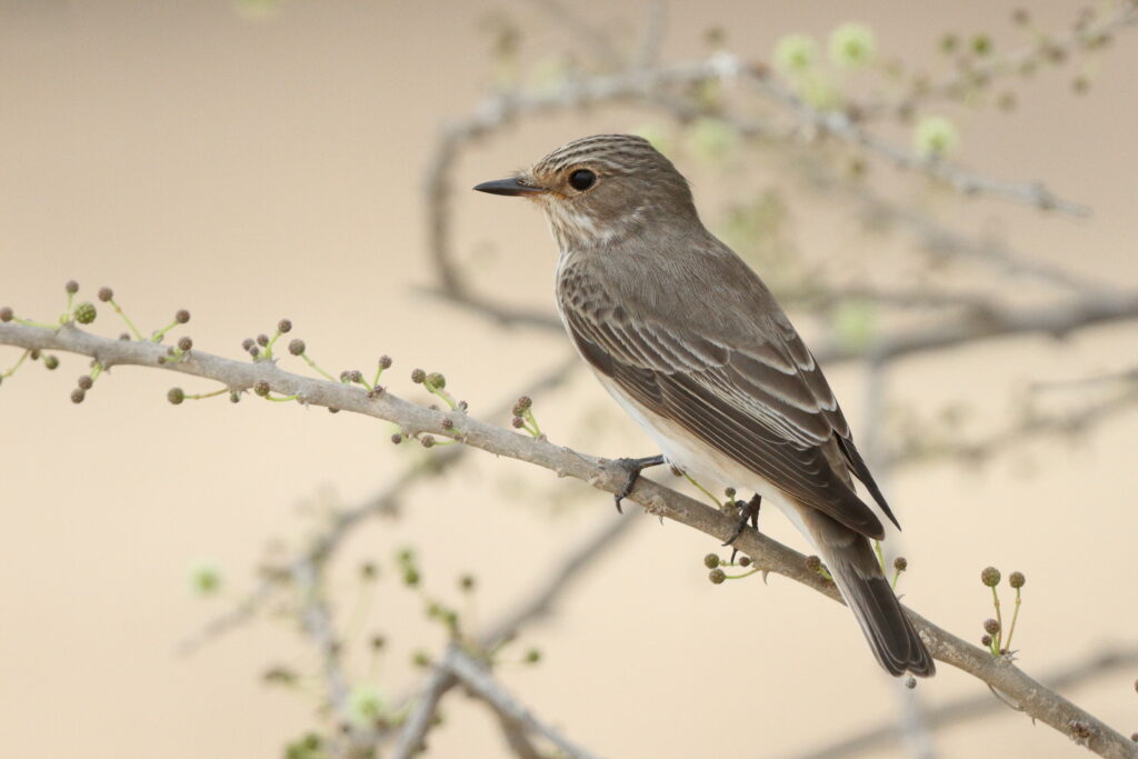 Spotted Flycatcher. Qatar, 30 April 2013 © Neil G. Morris.