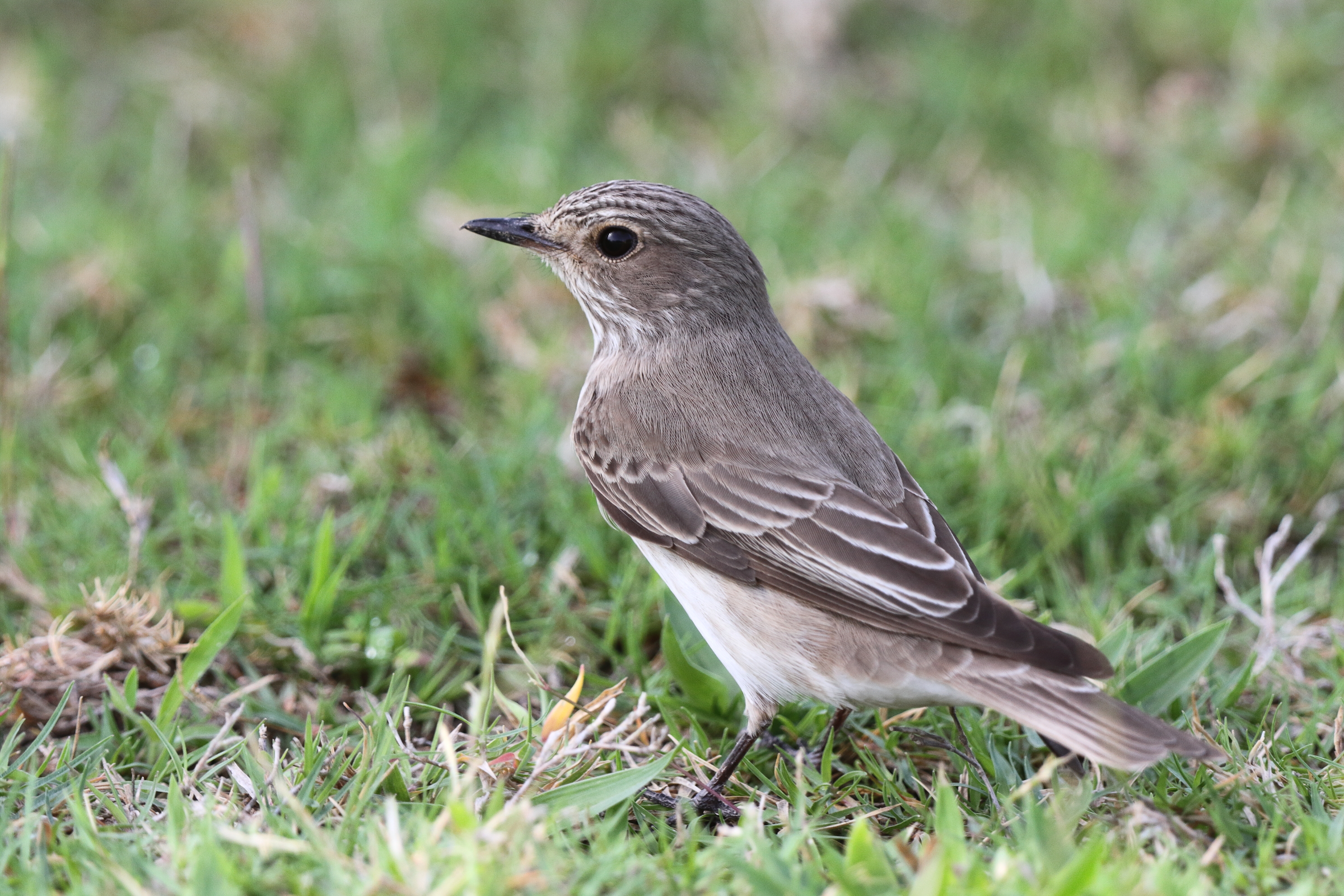 Spotted Flycatcher. Qatar, 05 May 2014 © Neil G. Morris.