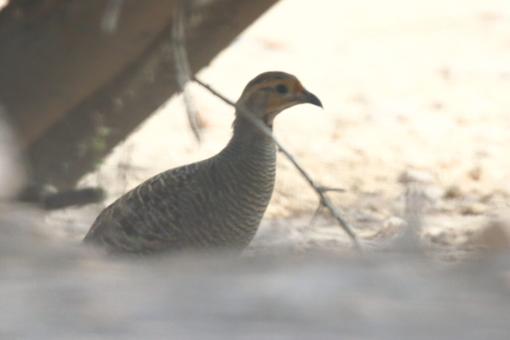 Grey Francolin. Qatar, 16 October 2012 © Neil G. Morris.