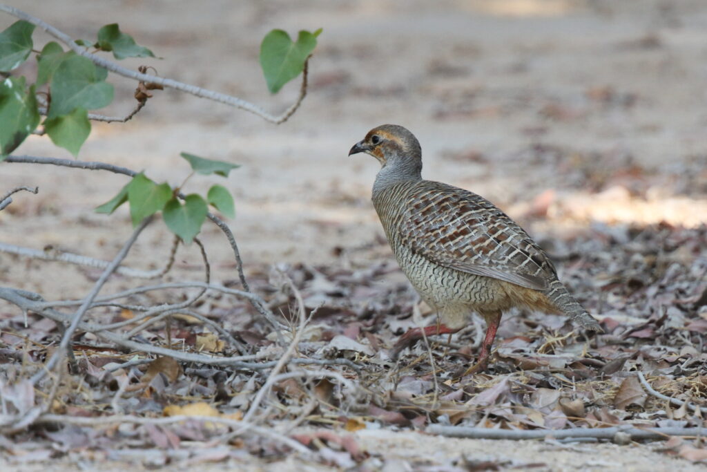 Grey Francolin. Qatar, 06 November 2012 © Neil G. Morris.