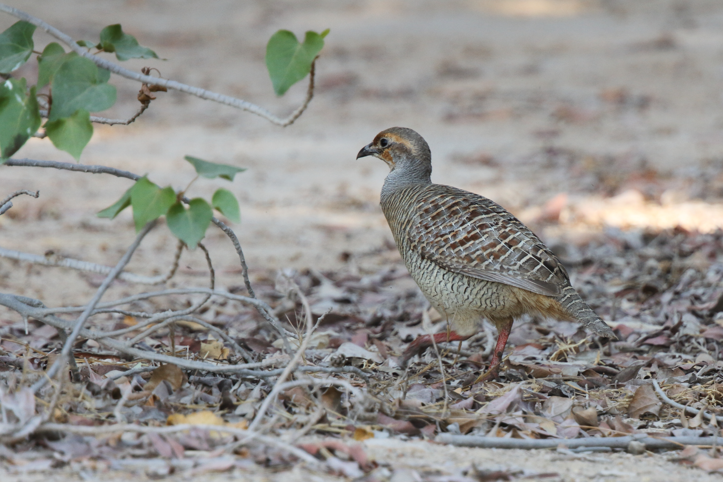 Grey Francolin. Qatar, 06 November 2012 © Neil G. Morris.