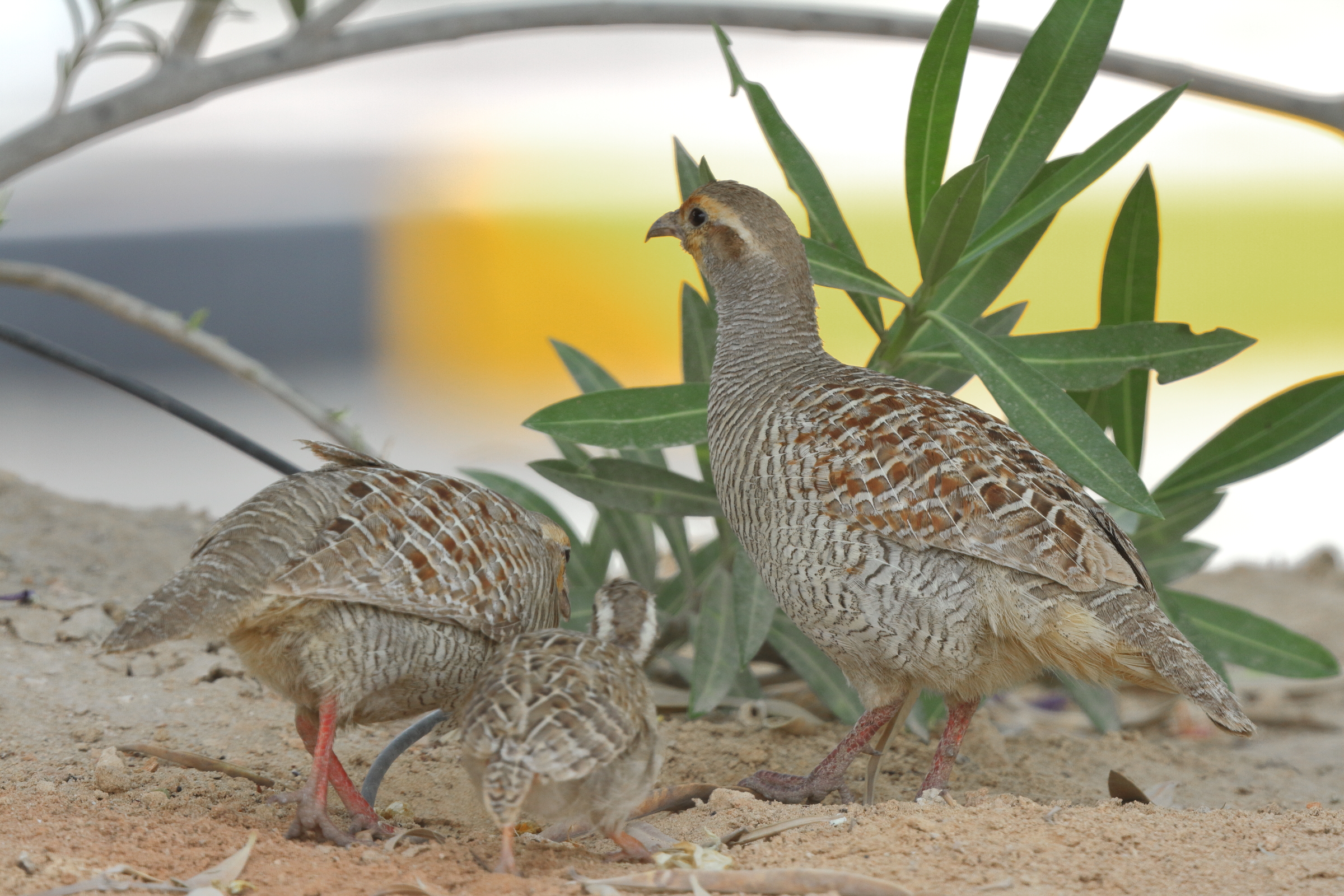 Grey Francolin. Qatar, 22 April 2013 © Neil G Morris.