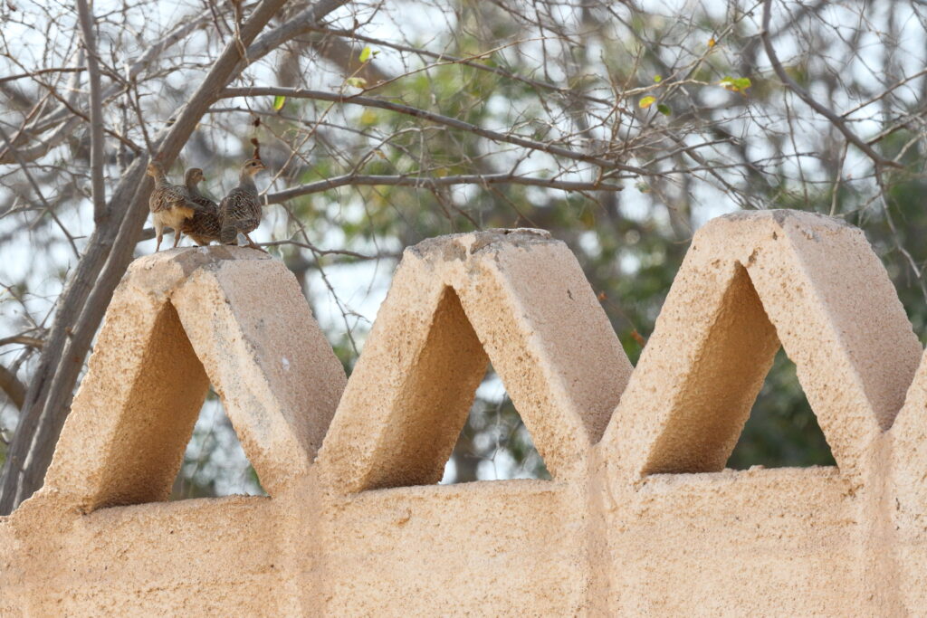 Grey Francolin. Qatar, 27 May 2014 © Neil G. Morris.
