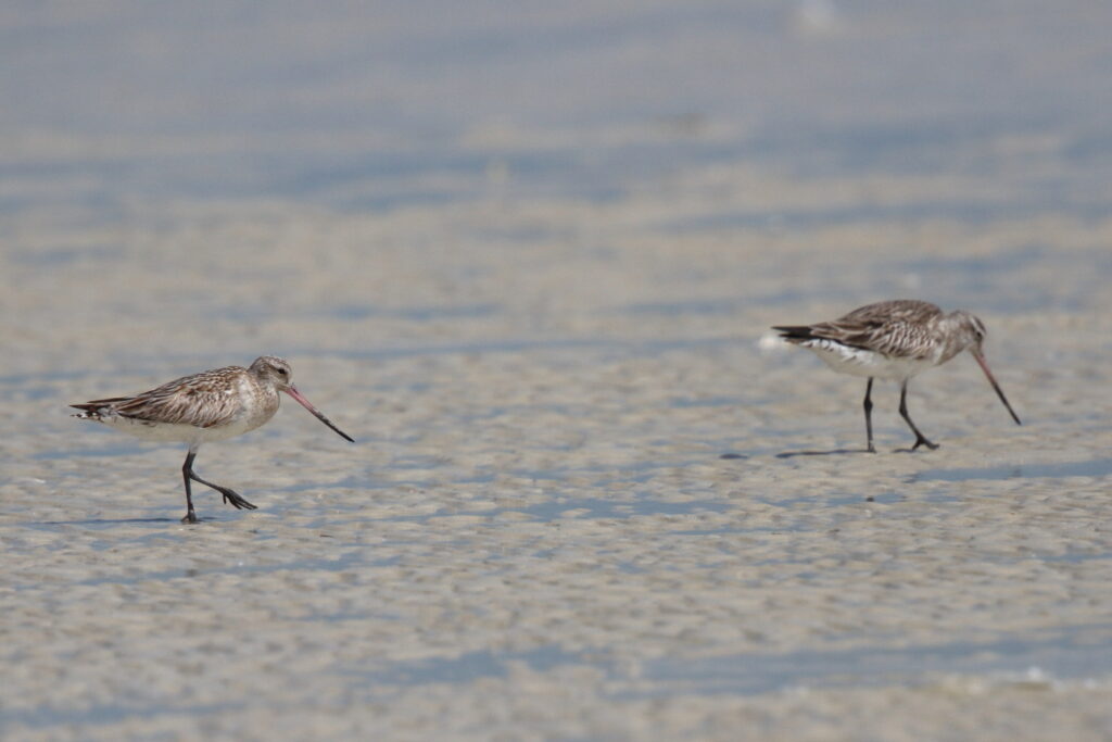Bar-tailed Godwit. Qatar, 02 March 2013 © Neil G. Morris.