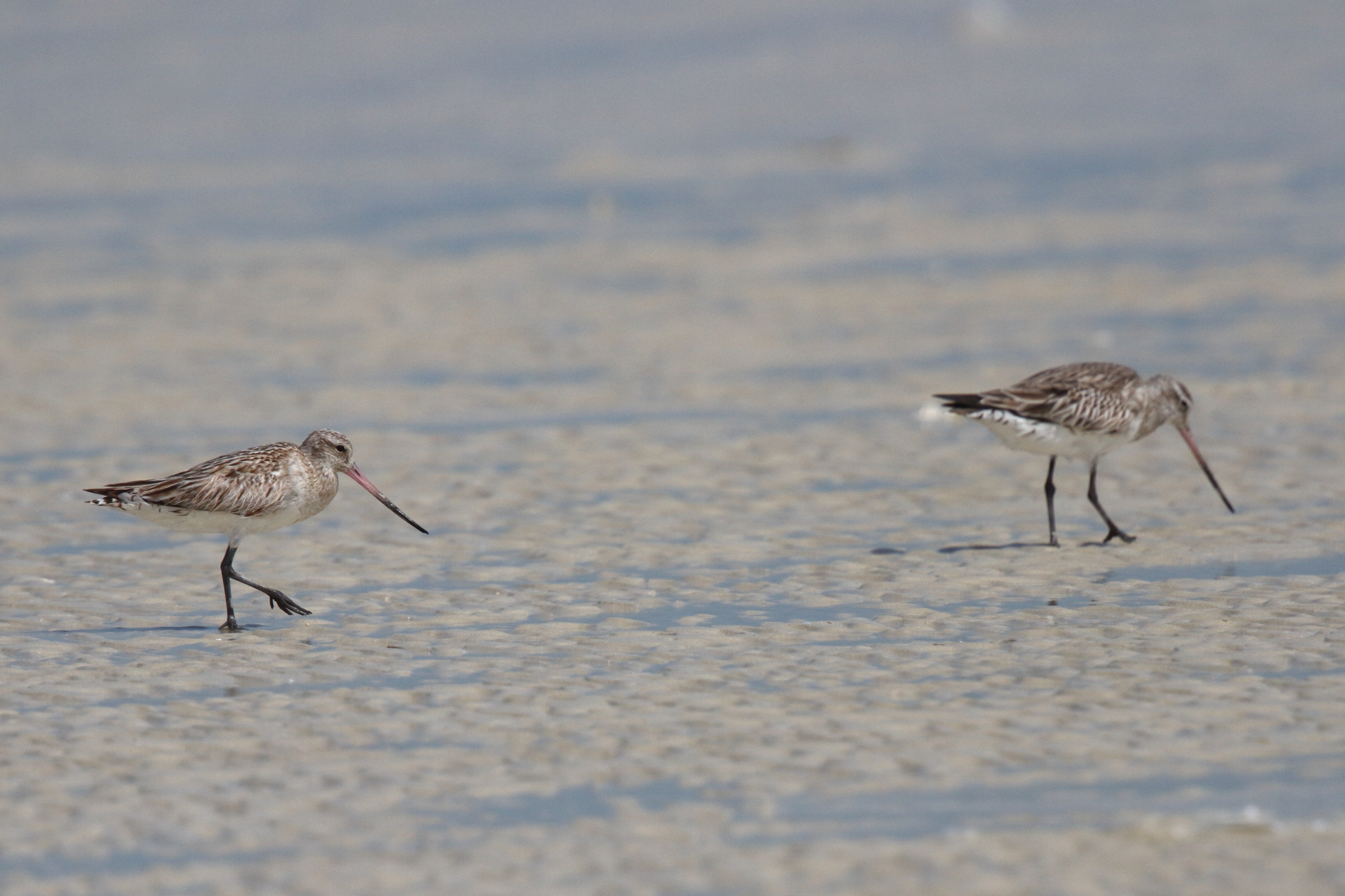 Bar-tailed Godwit. Qatar, 02 March 2013 © Neil G. Morris.