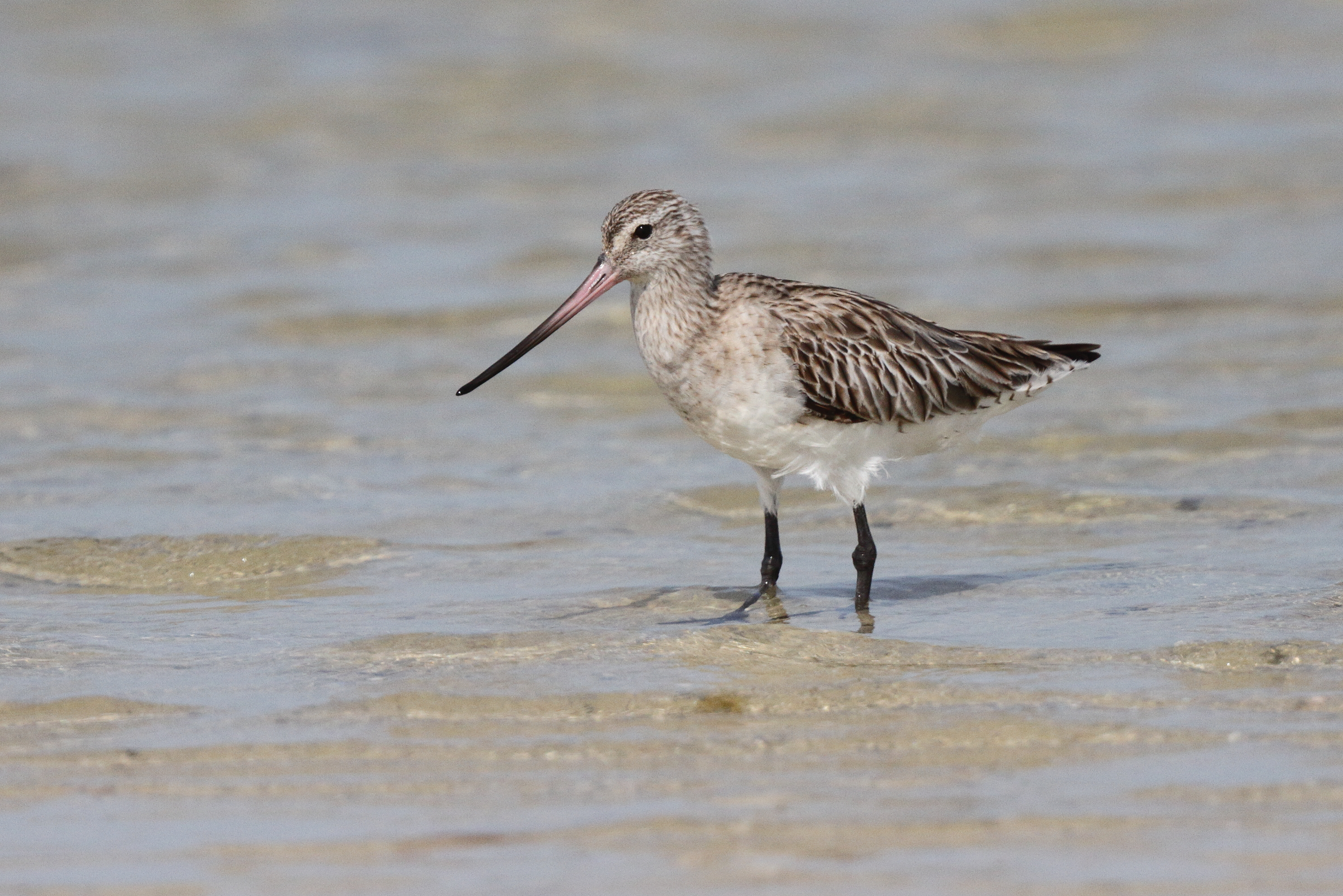 Bar-tailed Godwit. Qatar, 10 April 2013 © Neil G. Morris.