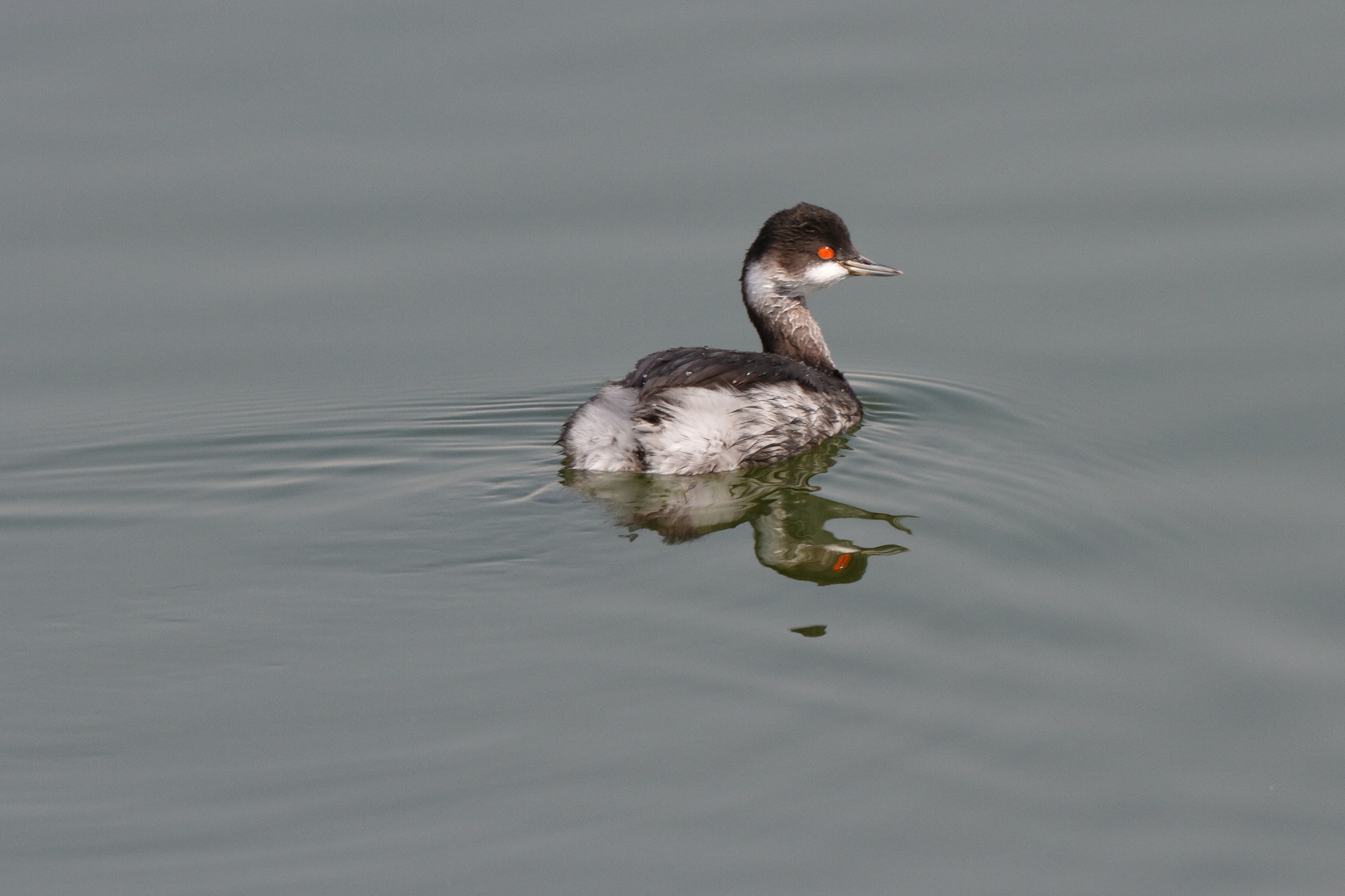 Black-necked Grebe. Qatar, 07 November 2013 © Neil G. Morris.