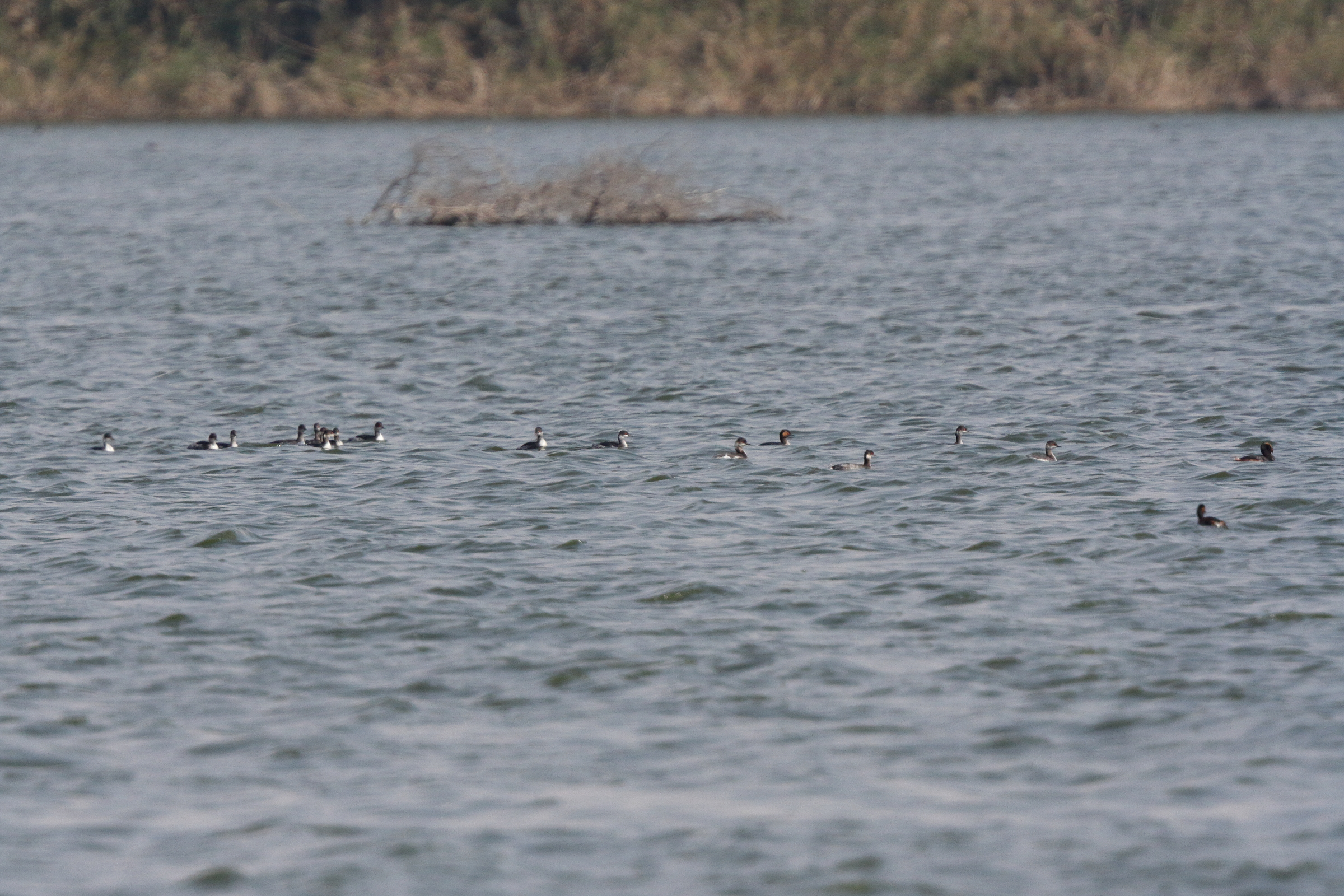 Black-necked Grebe. Qatar, 20 January 2014 © Neil G. Morris.
