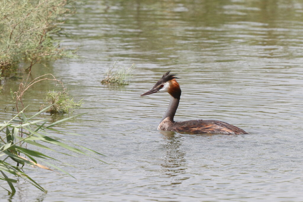 Great Crested Grebe. Qatar, 26 June 2013 © Neil G. Morris.