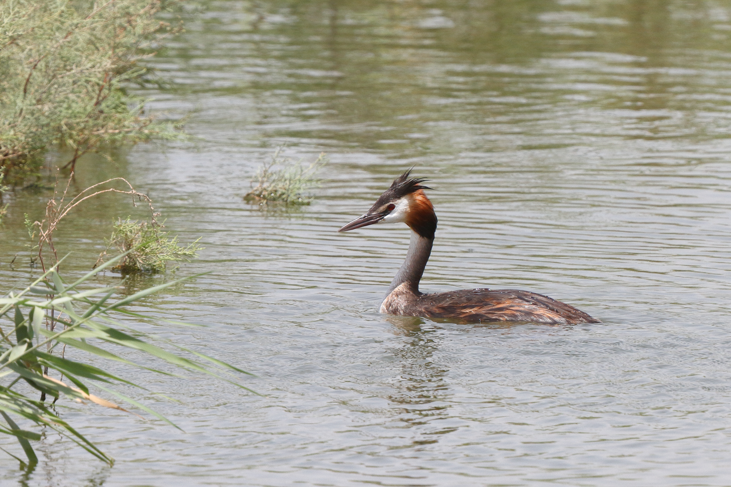 Great Crested Grebe. Qatar, 26 June 2013 © Neil G. Morris.
