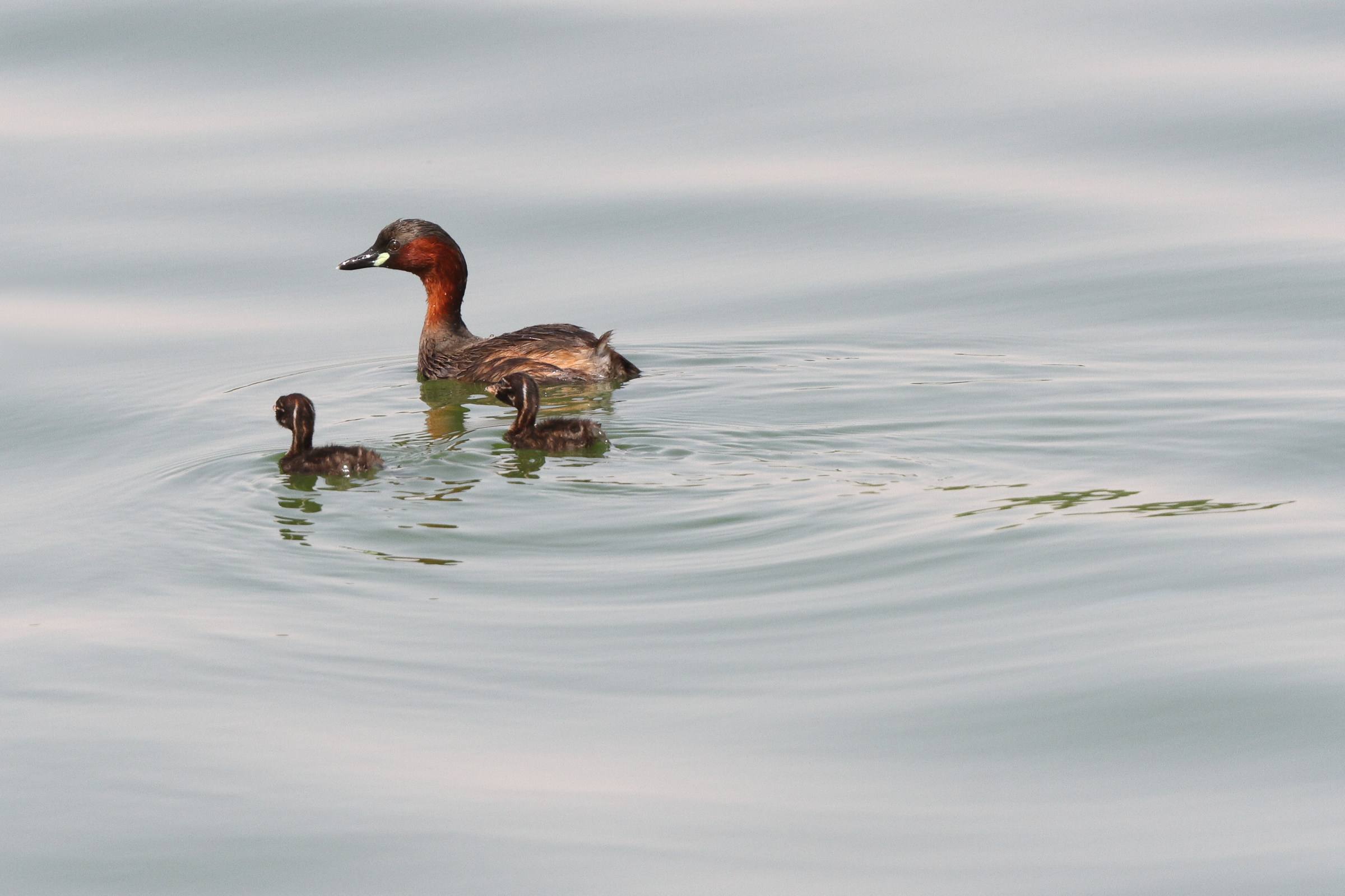 Little Grebe. Qatar, 26 June 2013 © Neil G. Morris.