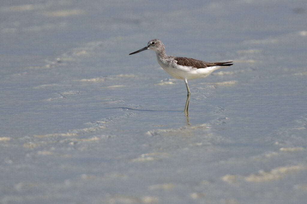 Common Greenshank. Qatar, 02 November 2012 © Neil G. Morris.