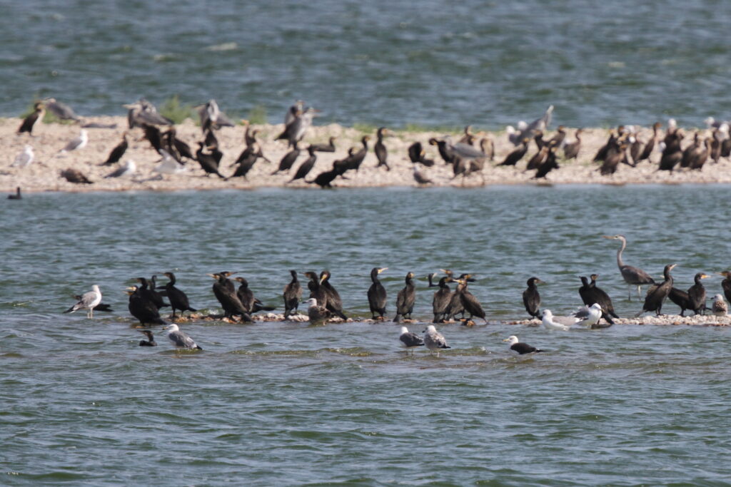 Baltic Gull. Qatar, 16 November 2012 © Neil G. Morris.