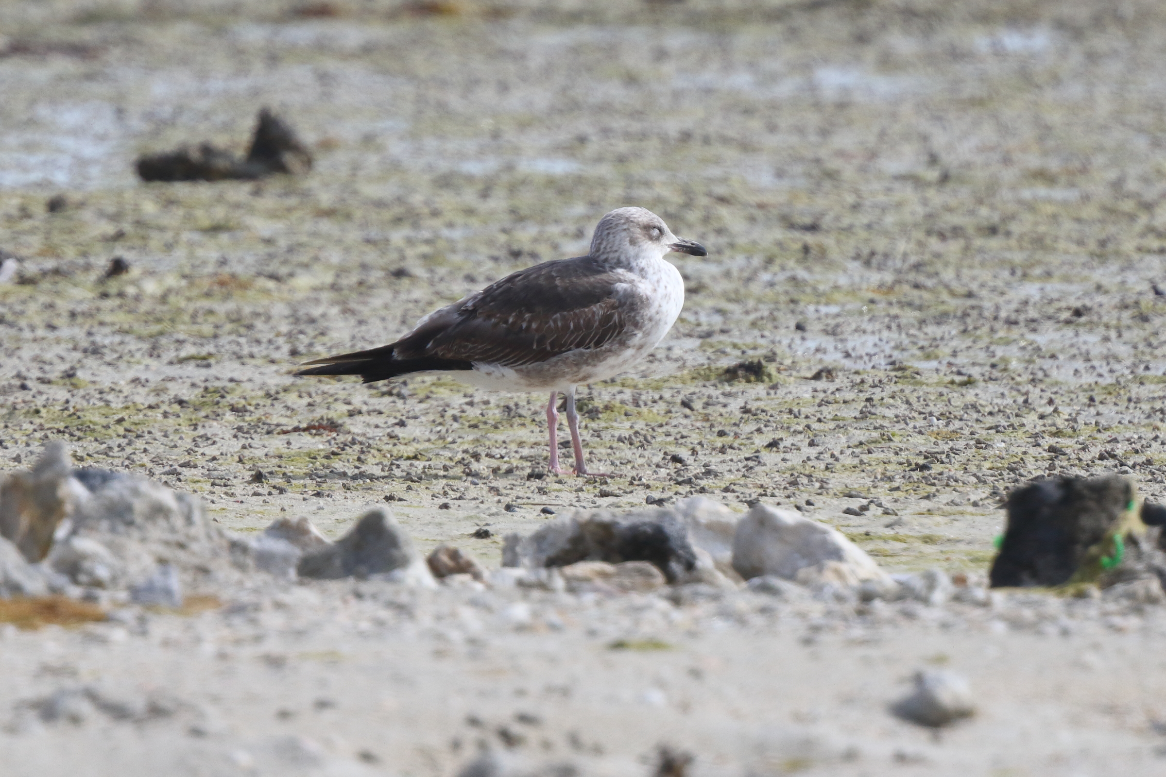 Baltic Gull. Qatar, 25 February 2014 © Neil G. Morris.