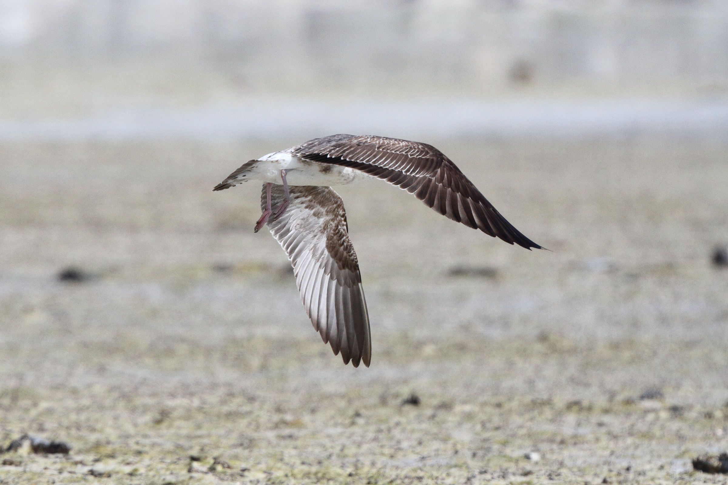 Baltic Gull. Qatar, 25 February 2014 © Neil G. Morris.