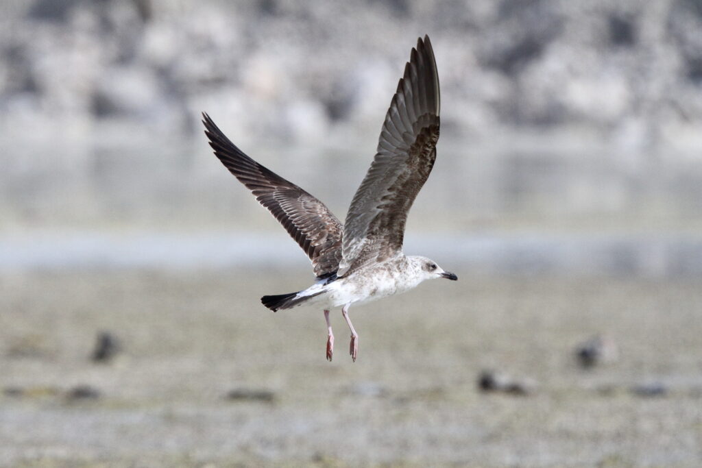 Baltic Gull. Qatar, 16 November 2012 © Neil G. Morris.