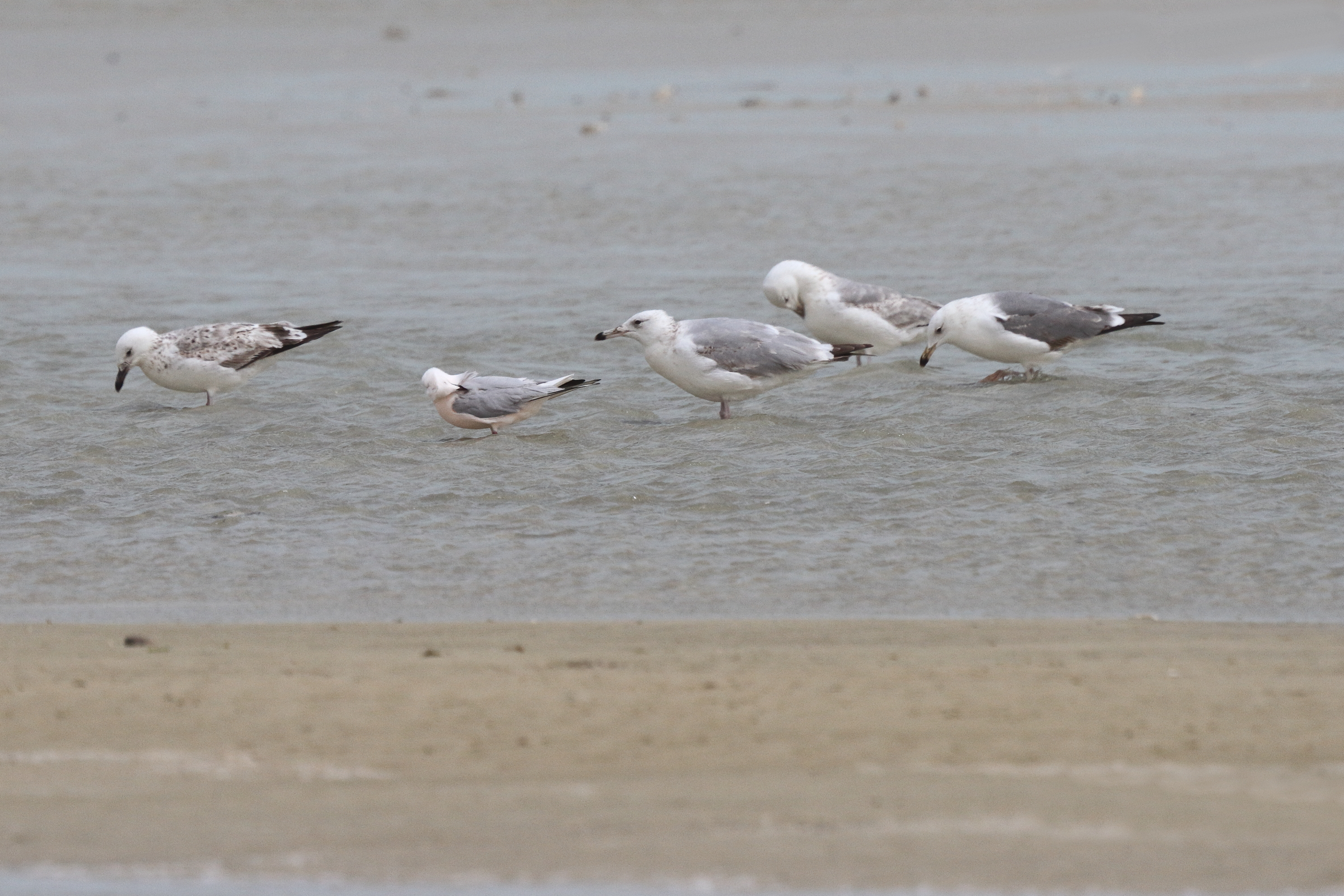 Caspian Gull. Qatar, 07 March 2013 © Neil G. Morris.