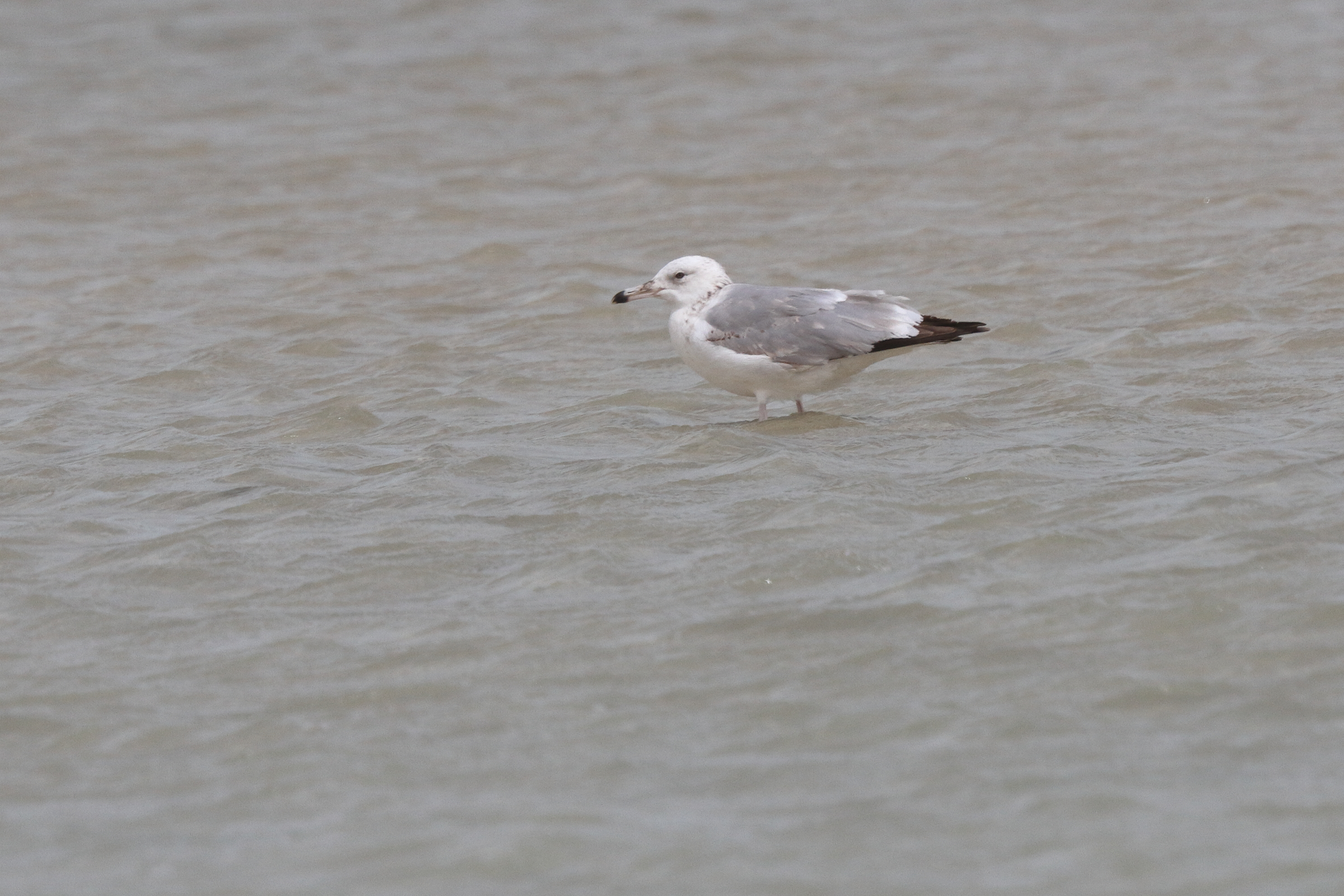 Caspian Gull. Qatar, 07 March 2013 © Neil G. Morris.