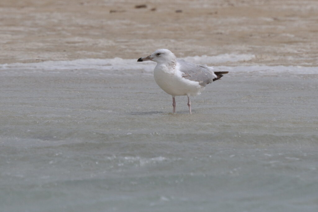Caspian Gull. Qatar, 07 March 2013 © Neil G. Morris.