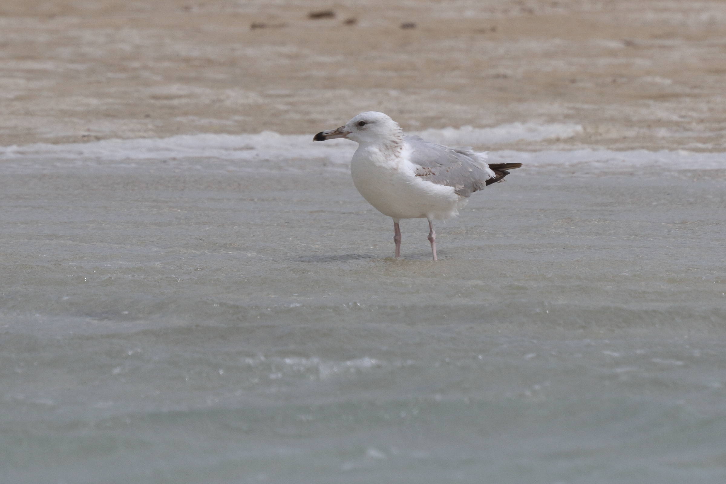 Caspian Gull. Qatar, 07 March 2013 © Neil G. Morris.