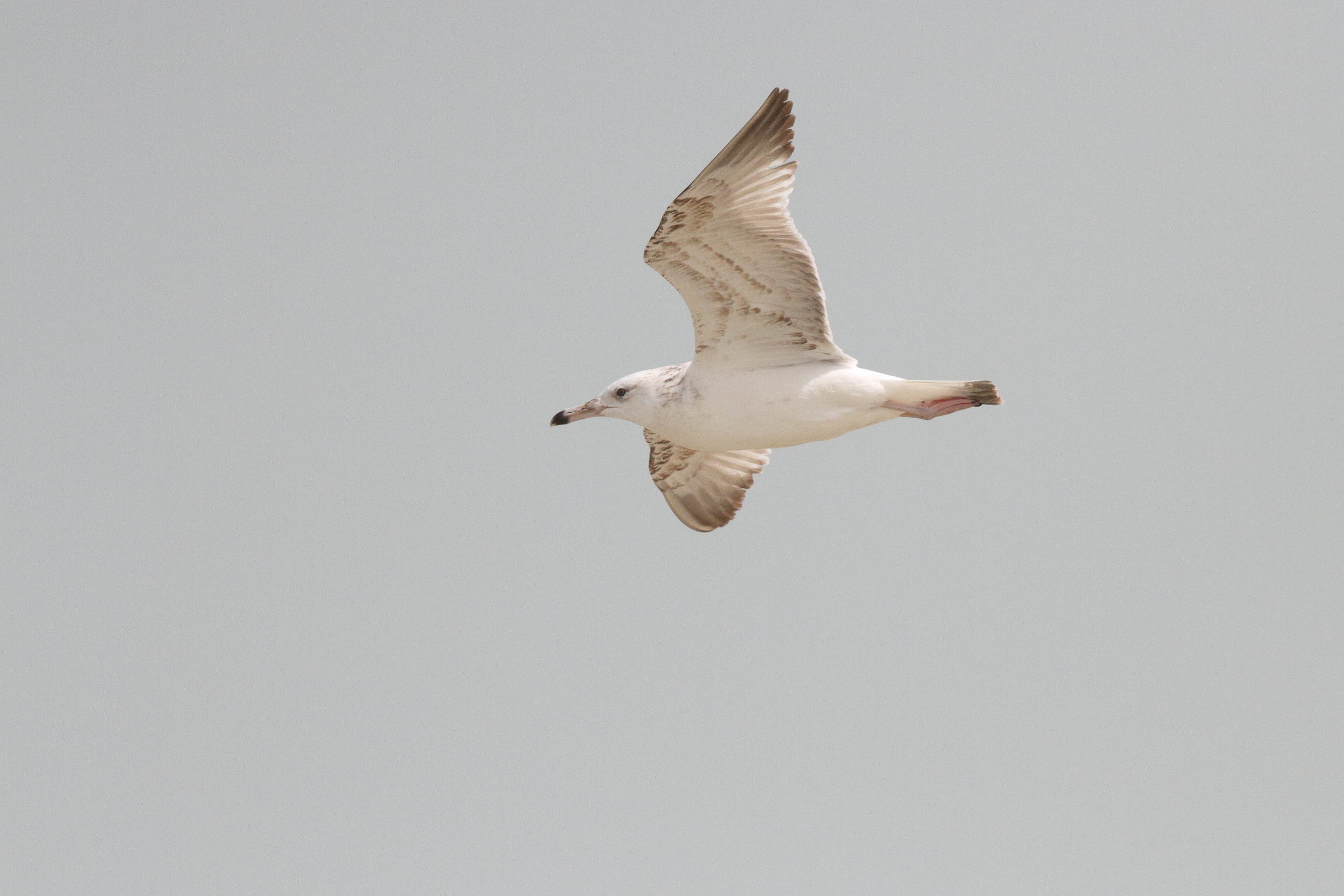 Caspian Gull. Qatar, 07 March 2013 © Neil G. Morris.